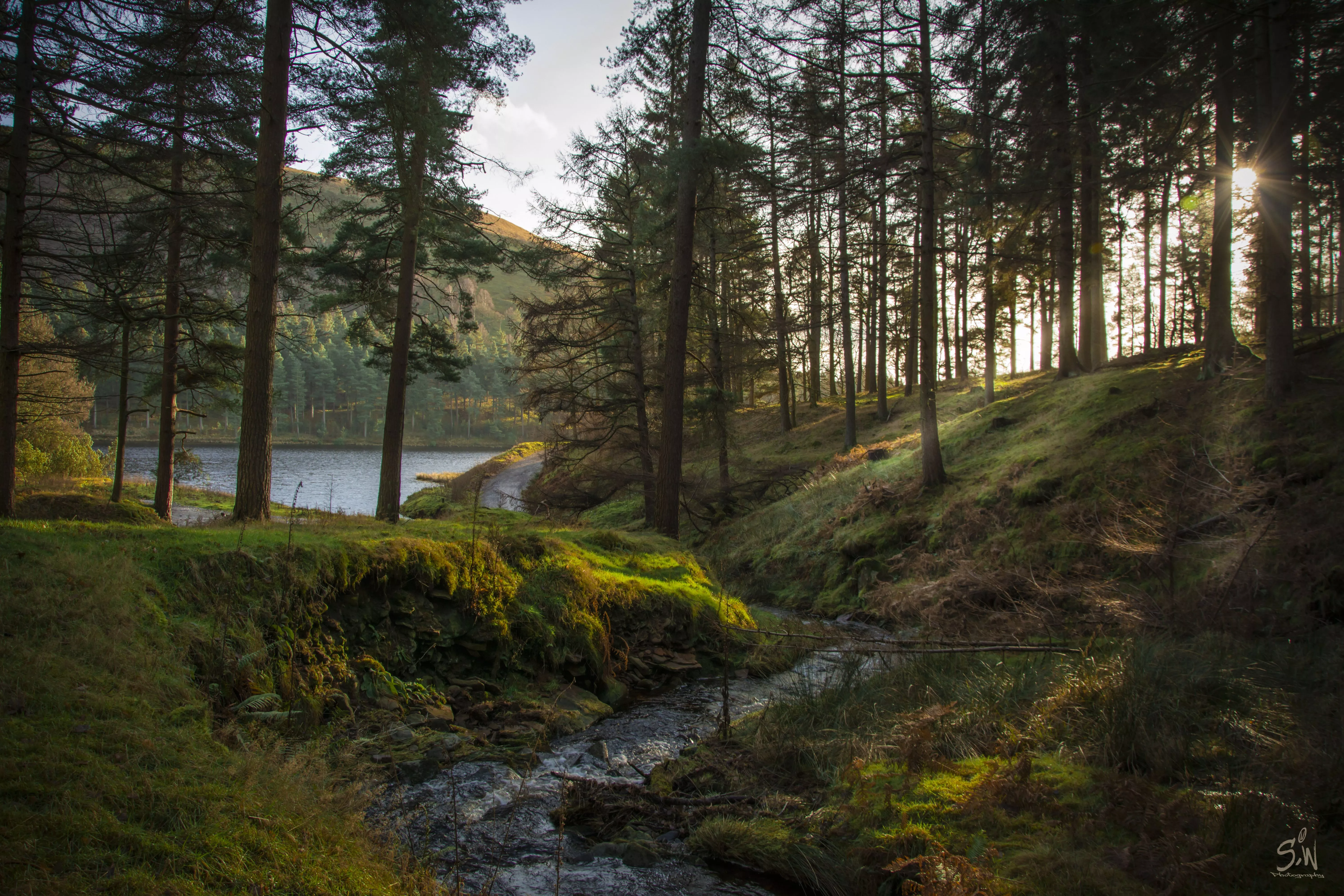 Free Forest 4K Wallpaper & Desktop HD Background for PC