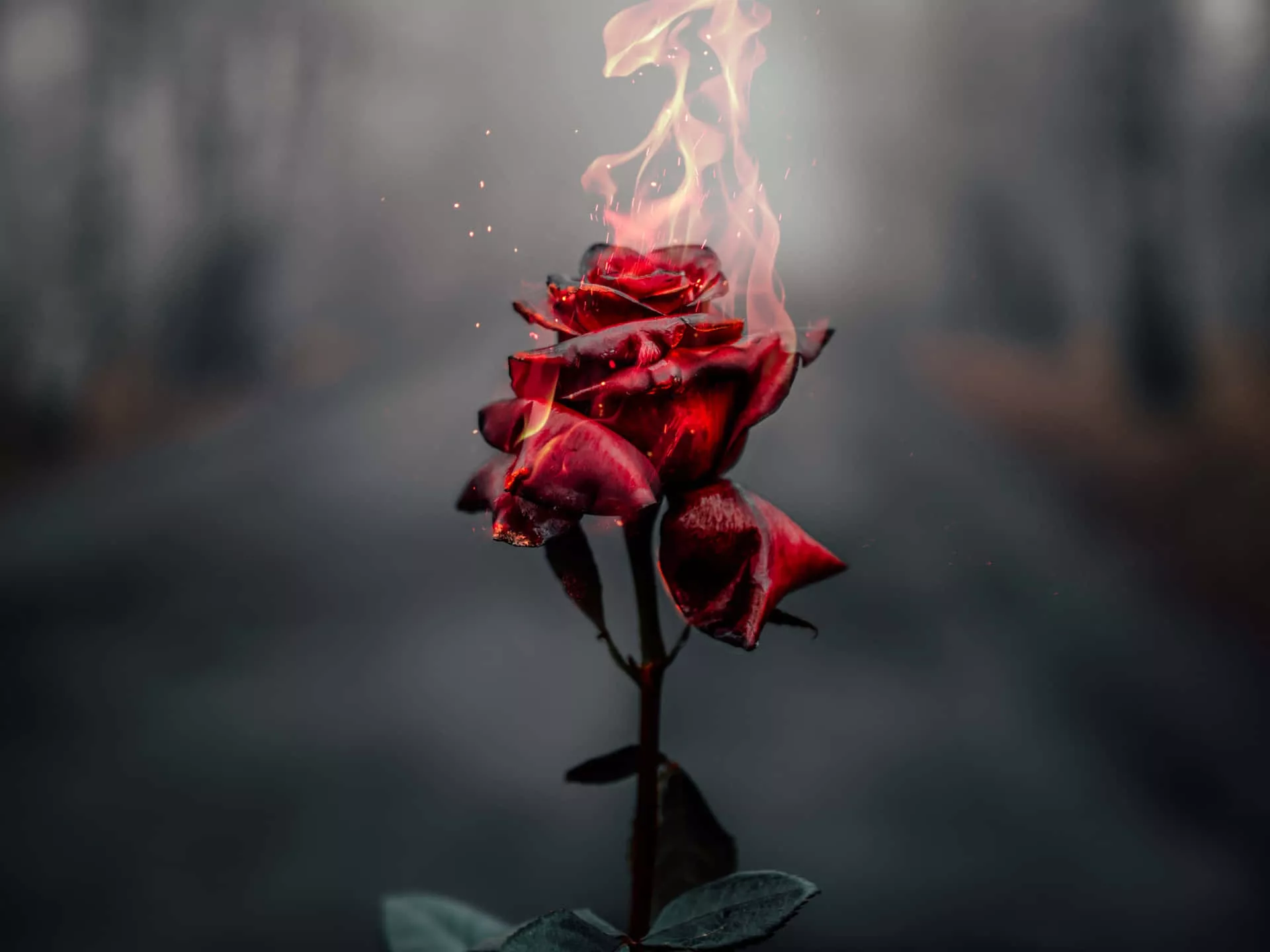 Red Flower Aesthetic Wallpaper