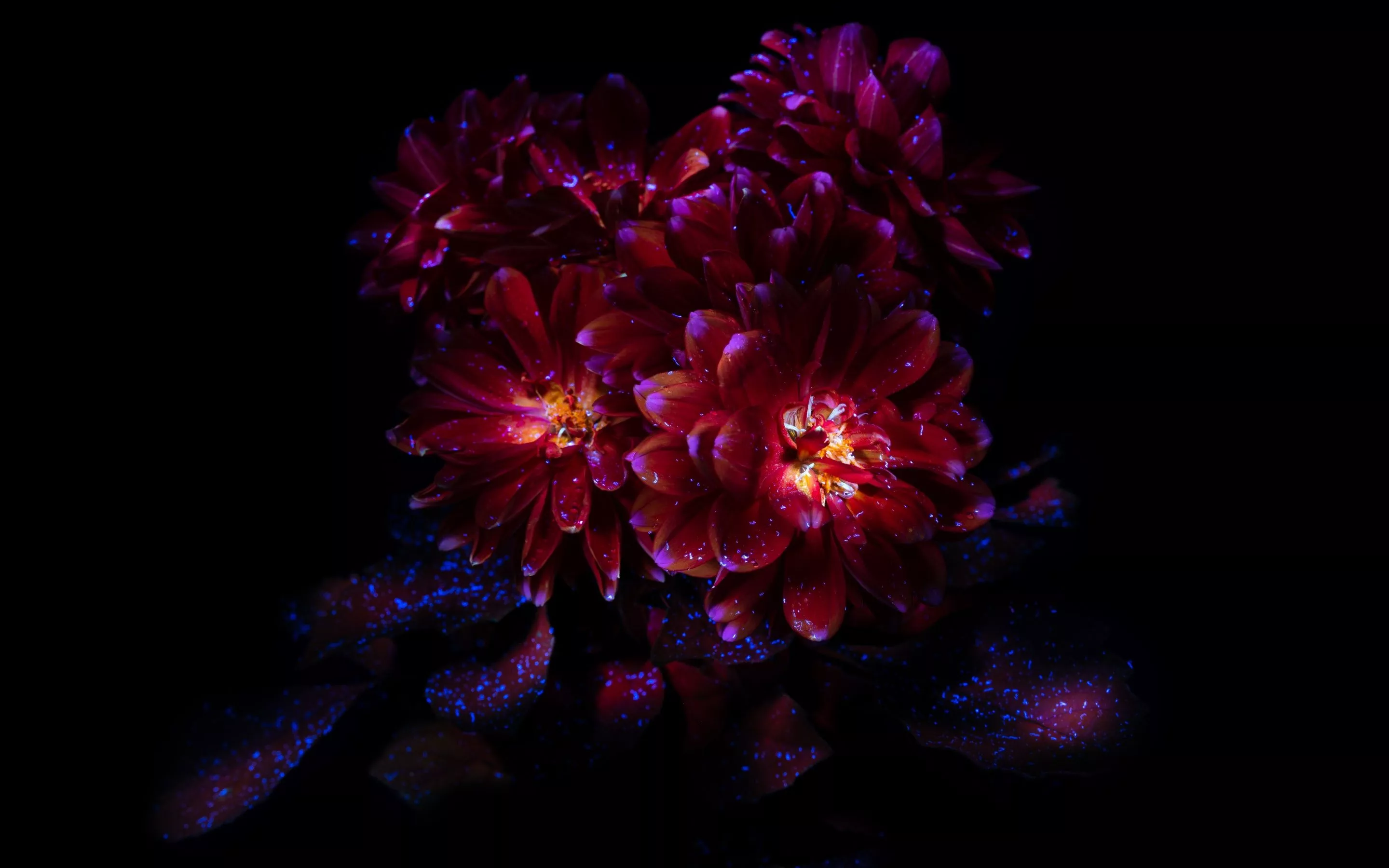 Chrysanthemum flowers Wallpaper 4K, Dark aesthetic, Bloom