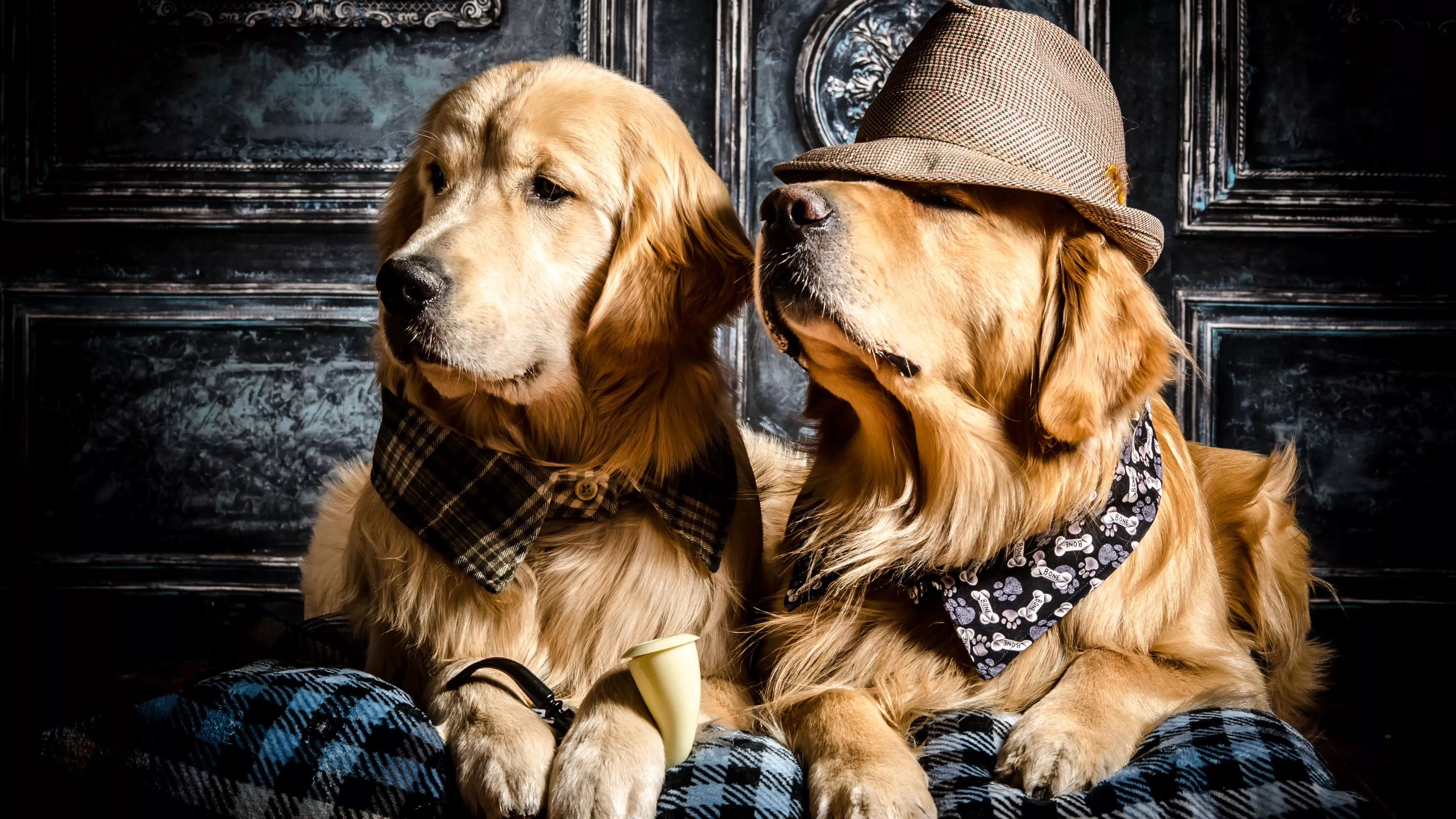Two Golden Retriever Dogs Are Sitting