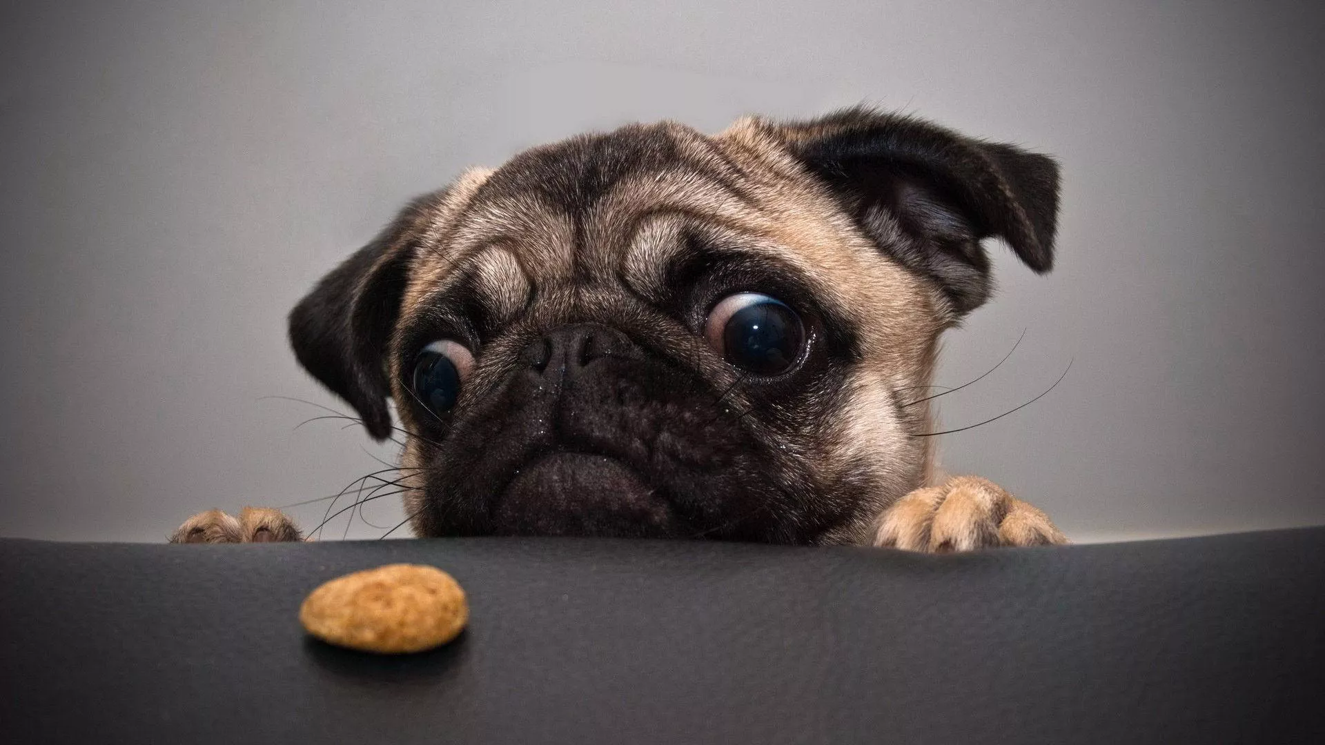 Pug Dog Animal Gazing At Dog Food