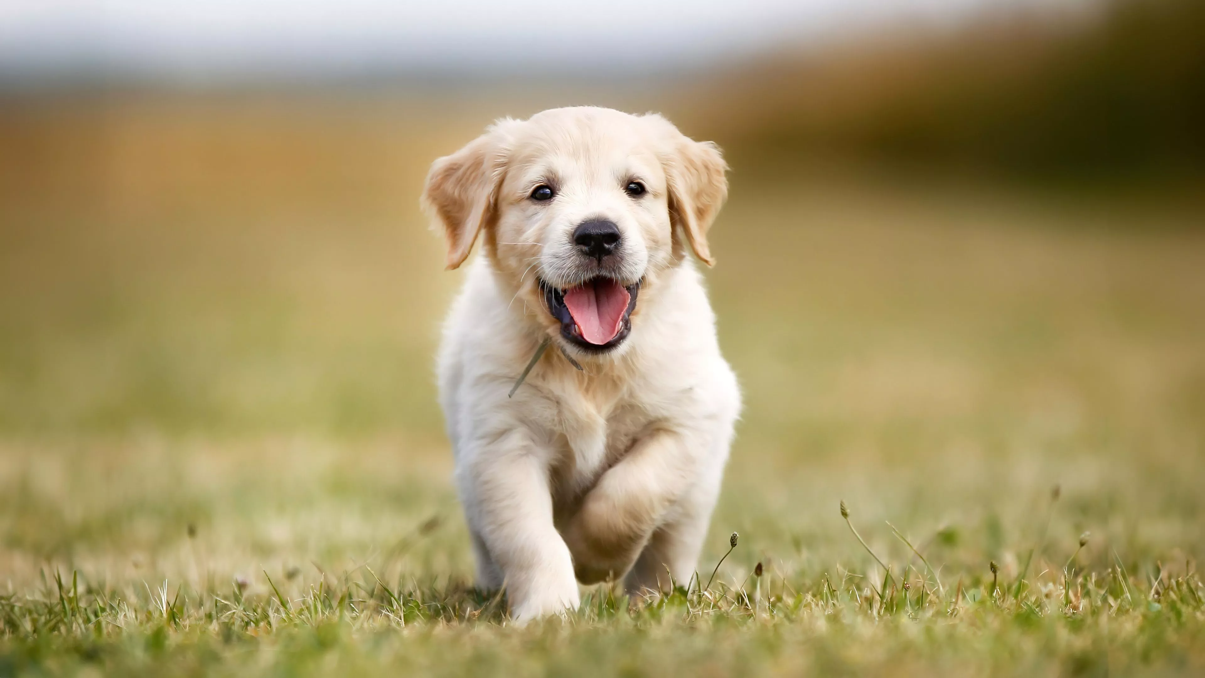 Golden Retriever Wallpaper 4K, Puppy