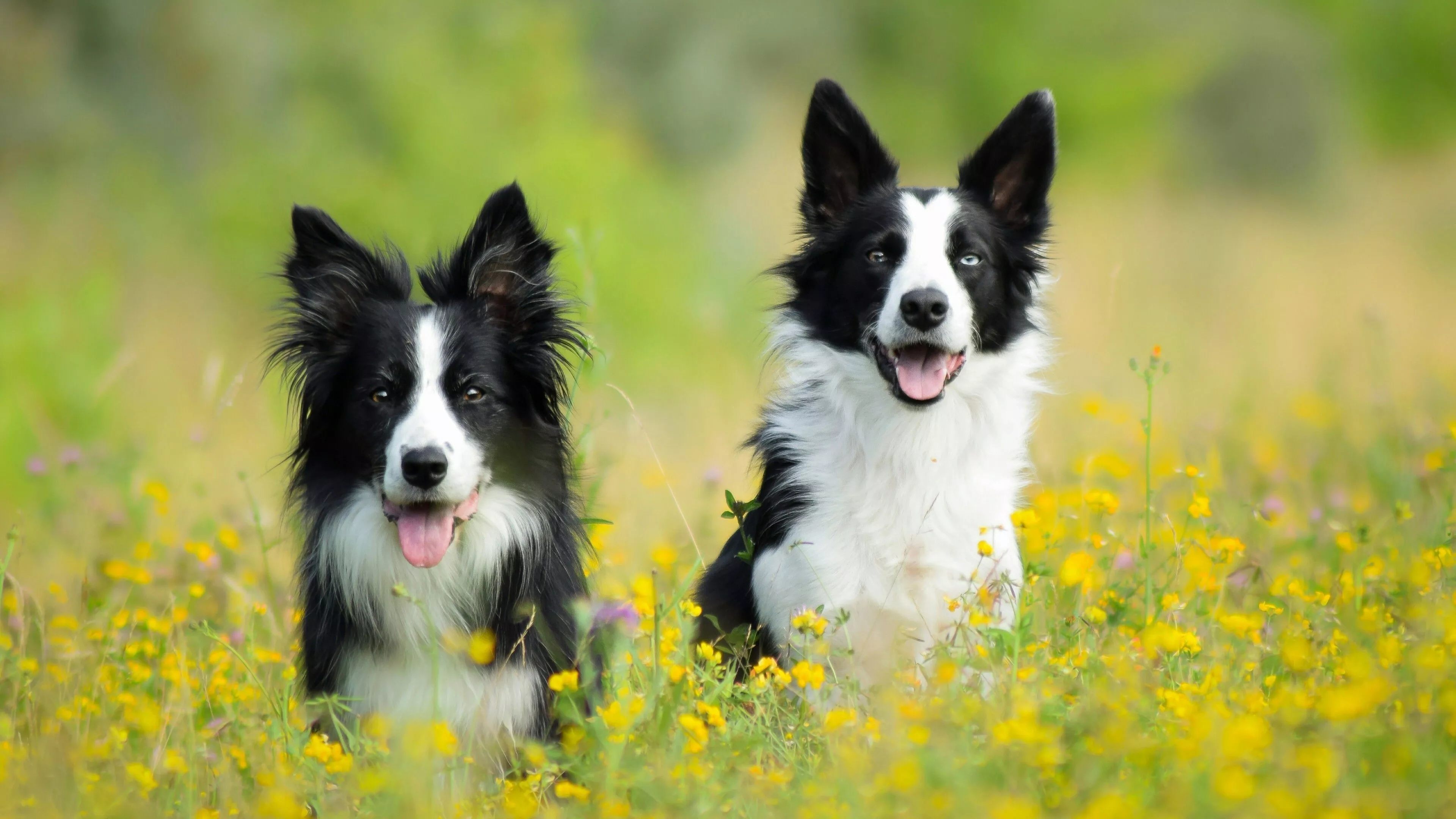Border Collie Wallpaper