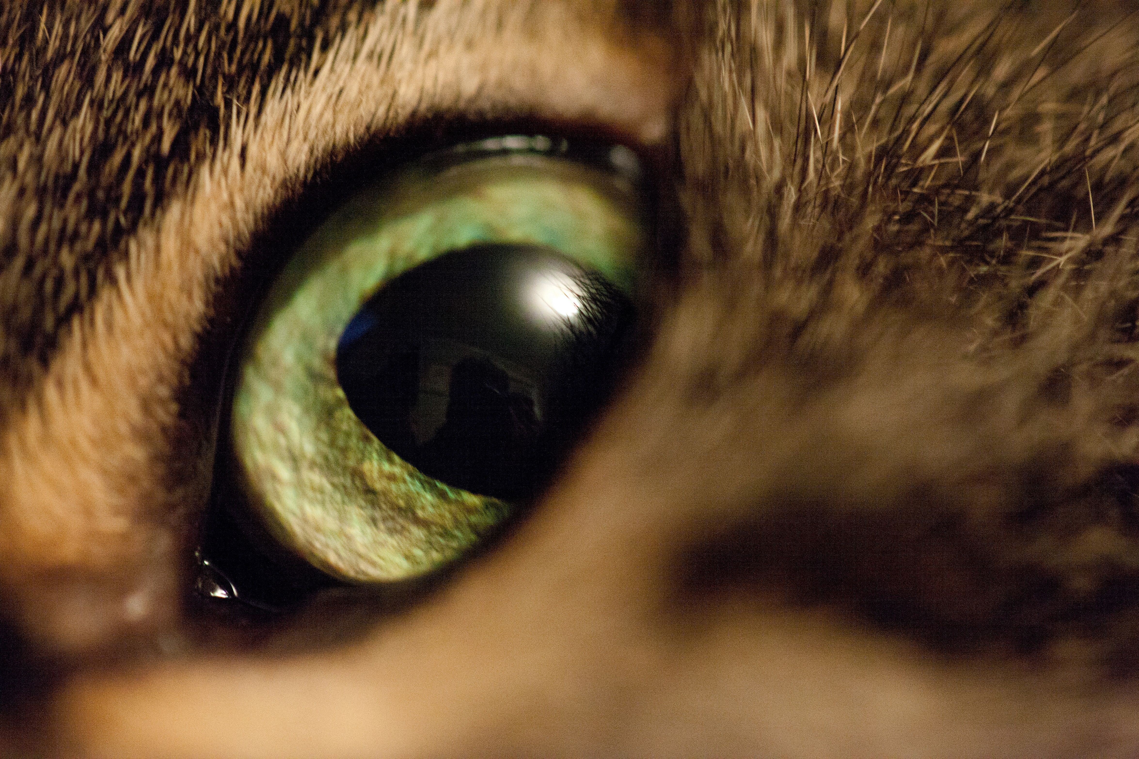 Cat Animal Eye 4k Ultra HD Wallpaper