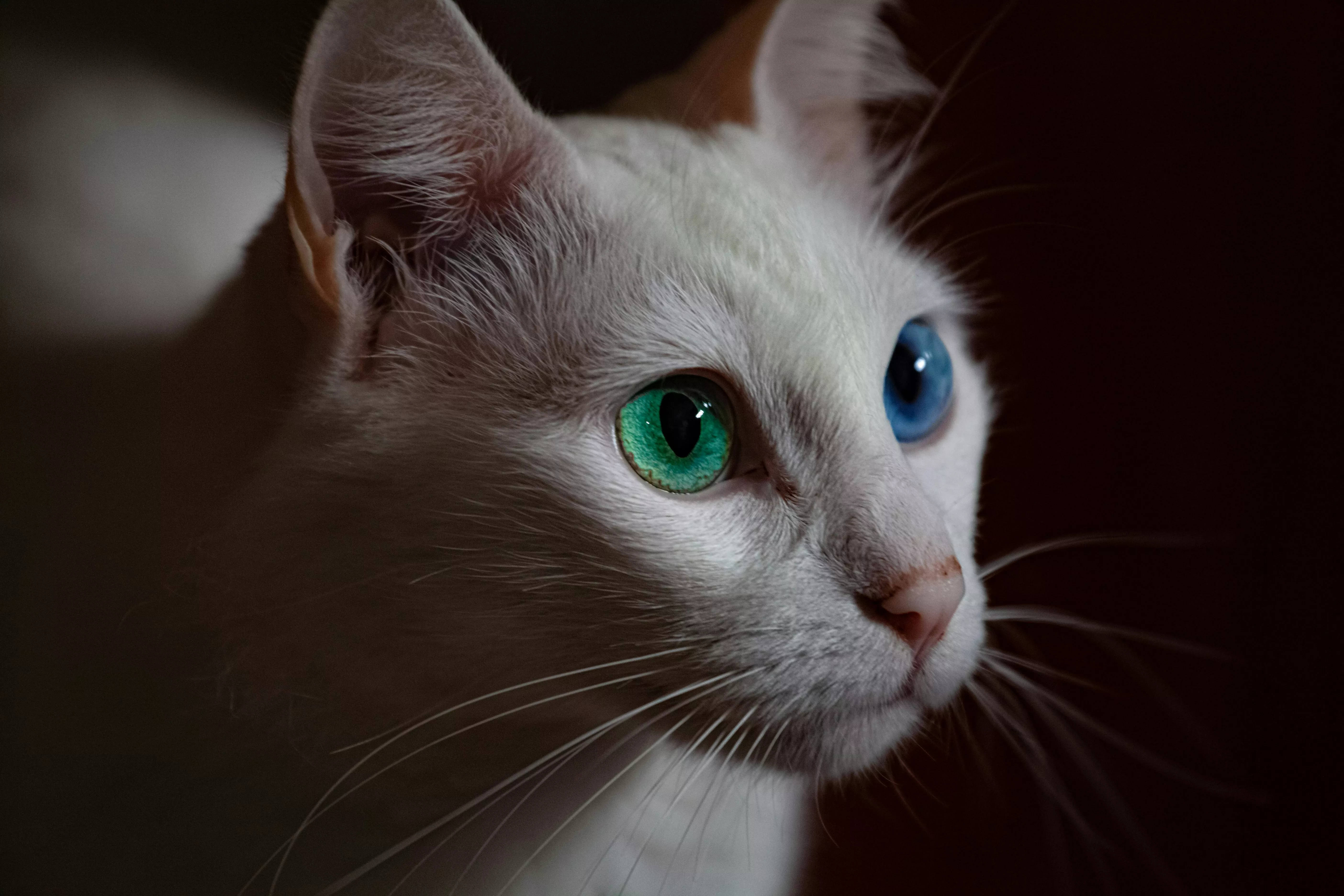 White Cat With Blue and Green Eyes