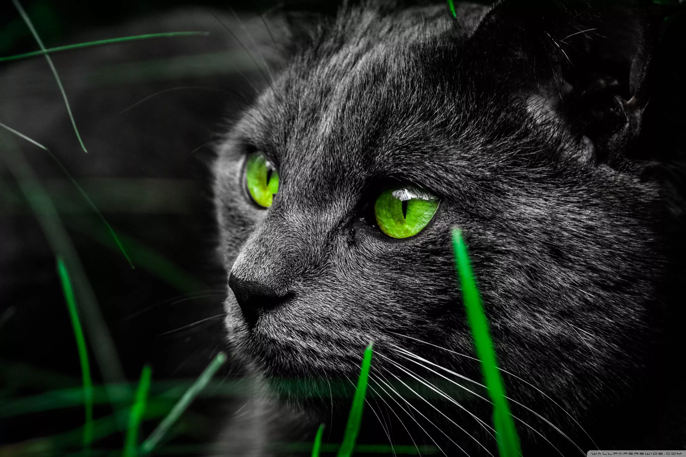 Cat Ultra HD Wallpaper for 4K UHD TV