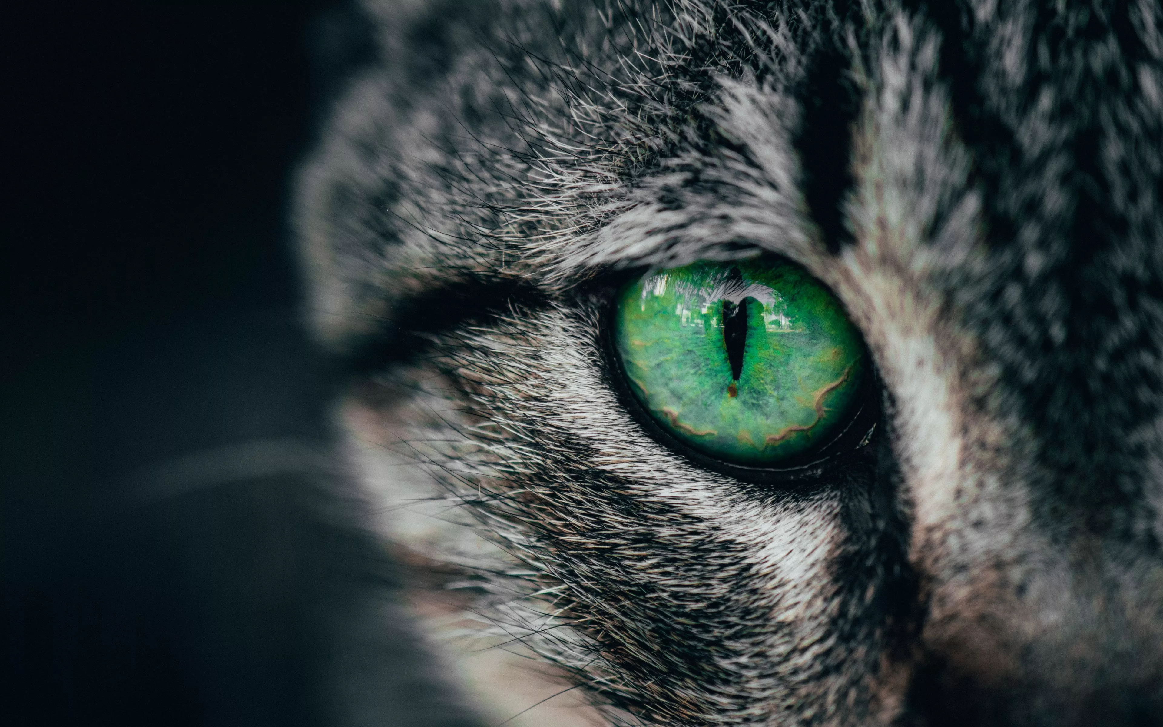 Download wallpaper 3840x2400 cat, eye