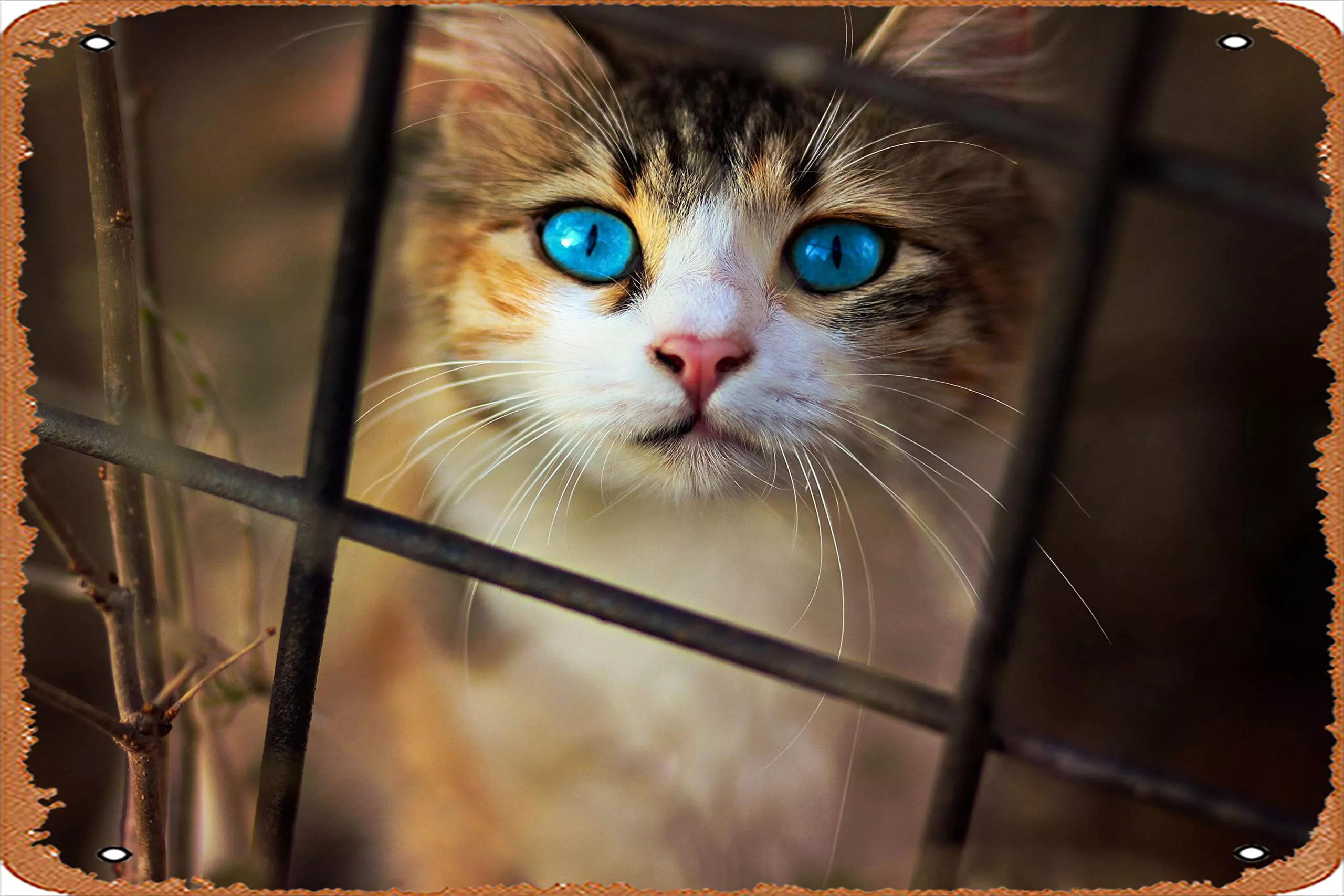 Amazon.com, Cat Blue Eyes, HD Animals