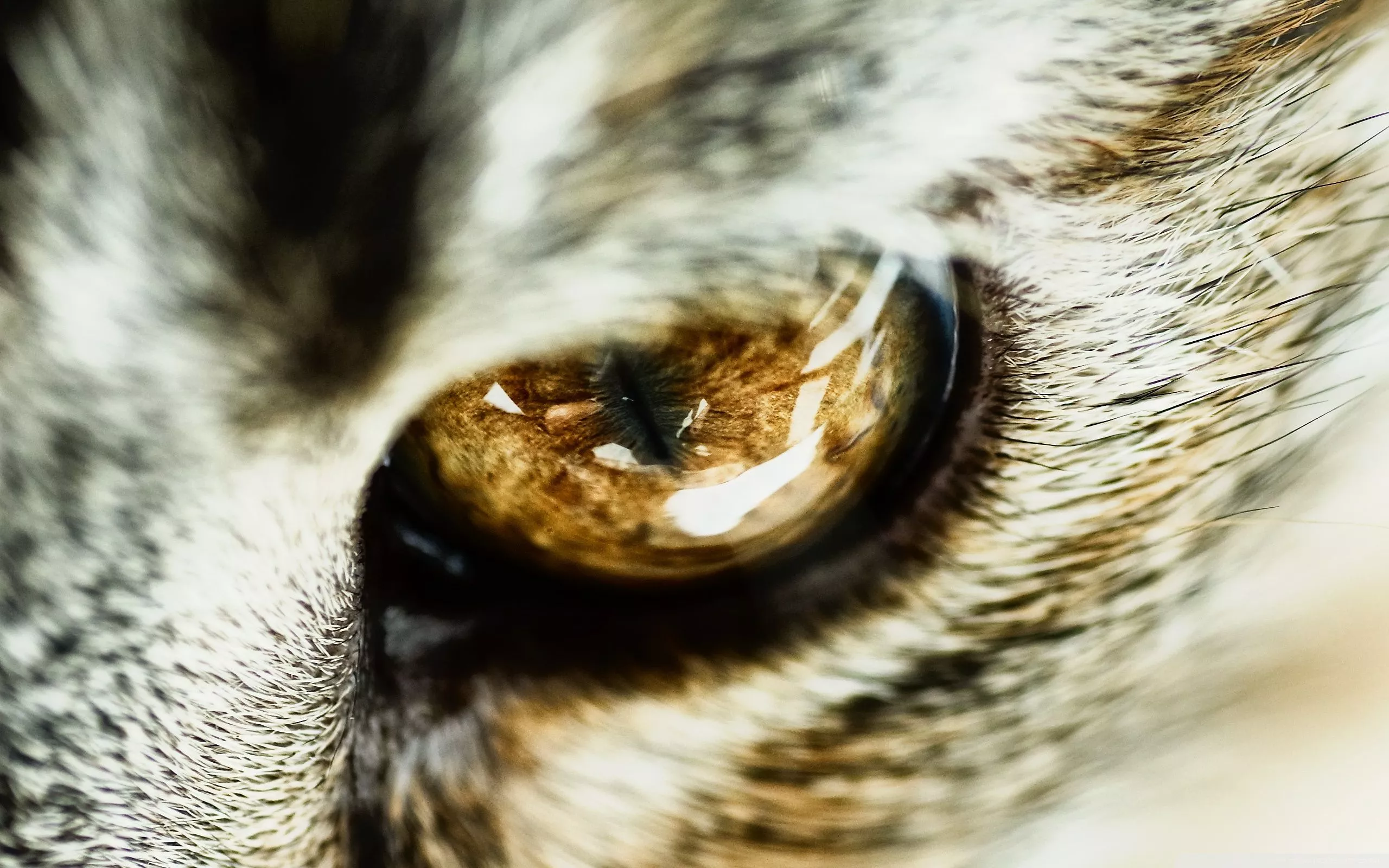 Cat Eye Close Up Ultra HD Wallpaper