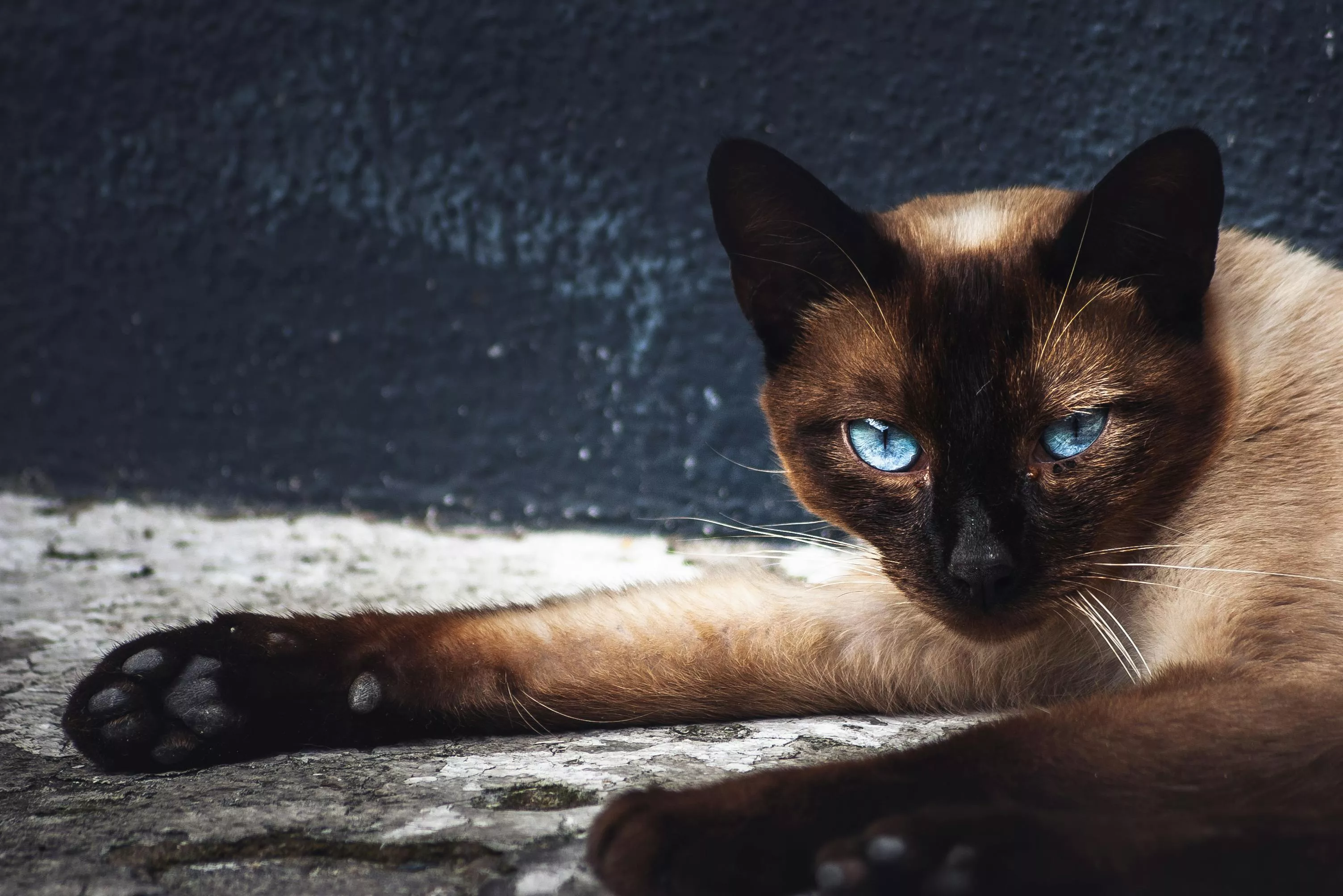 Close Up Photo Of A Brown Siamese Cat