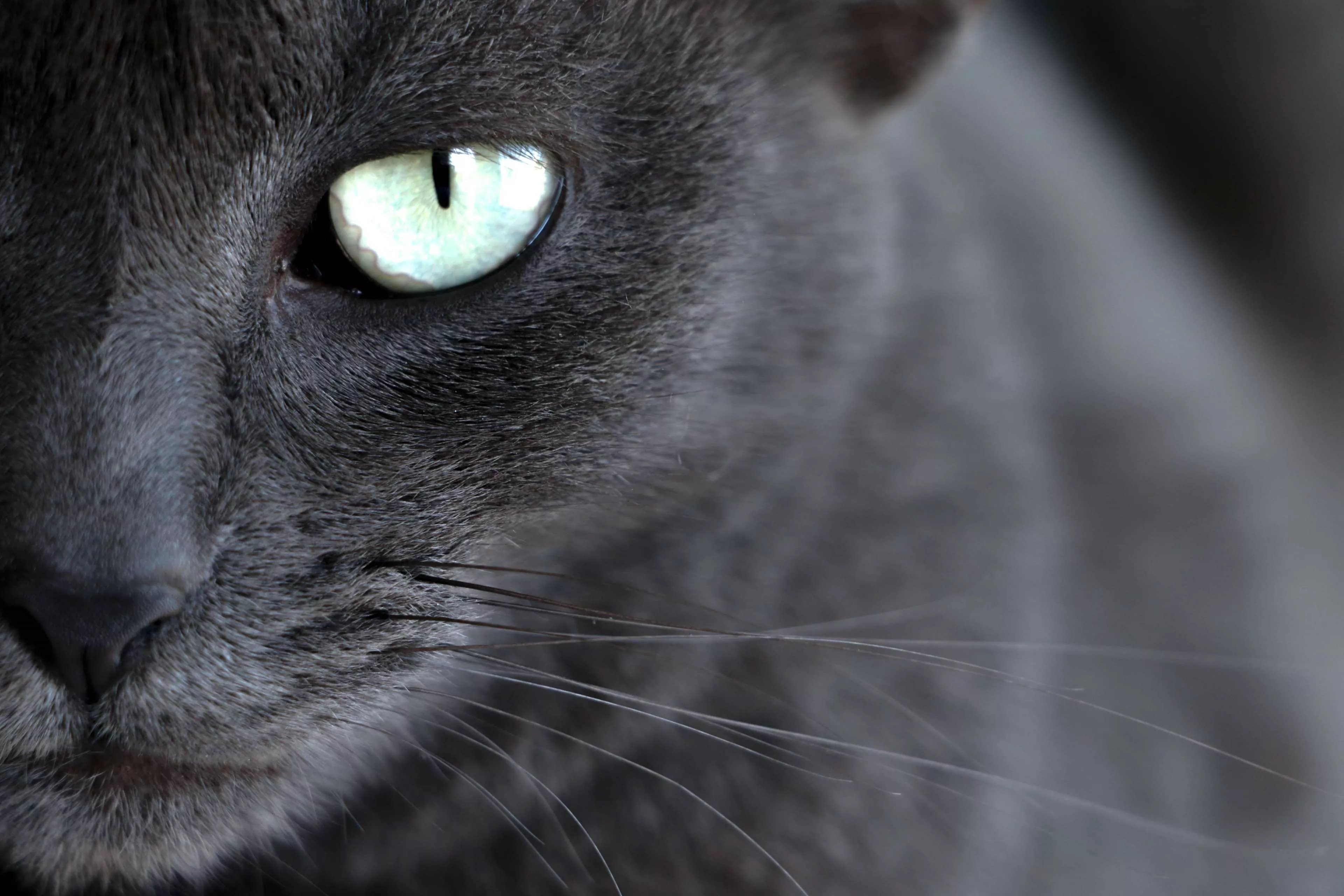cat, cats eyes, cats, close up, eye 4k
