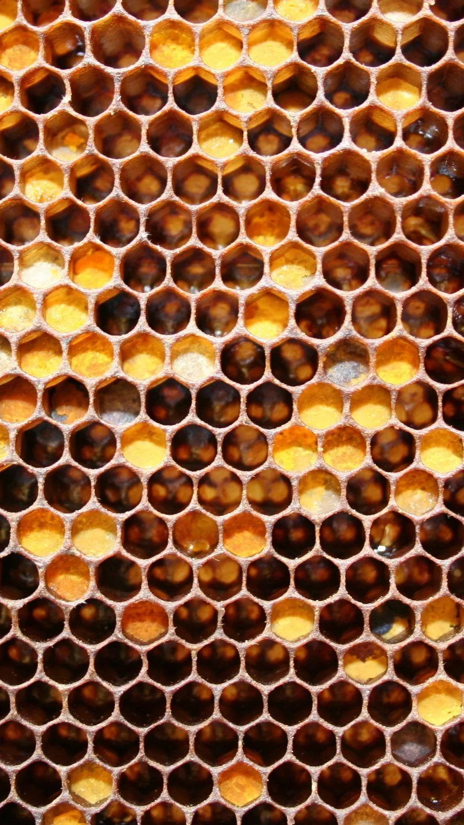 Honey iPhone Wallpaper Free