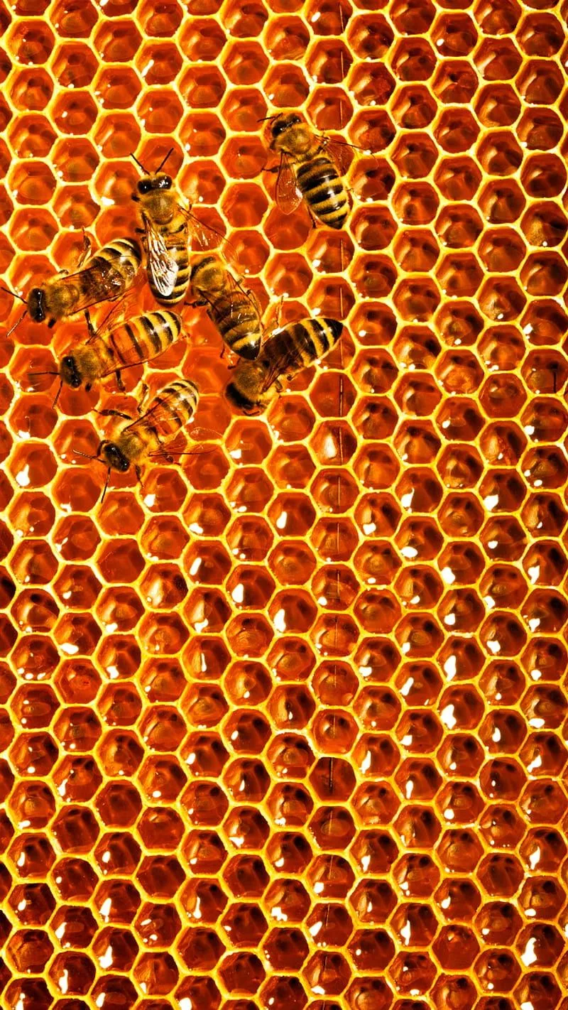 Beehive, bee, honey, honeycomb, HD