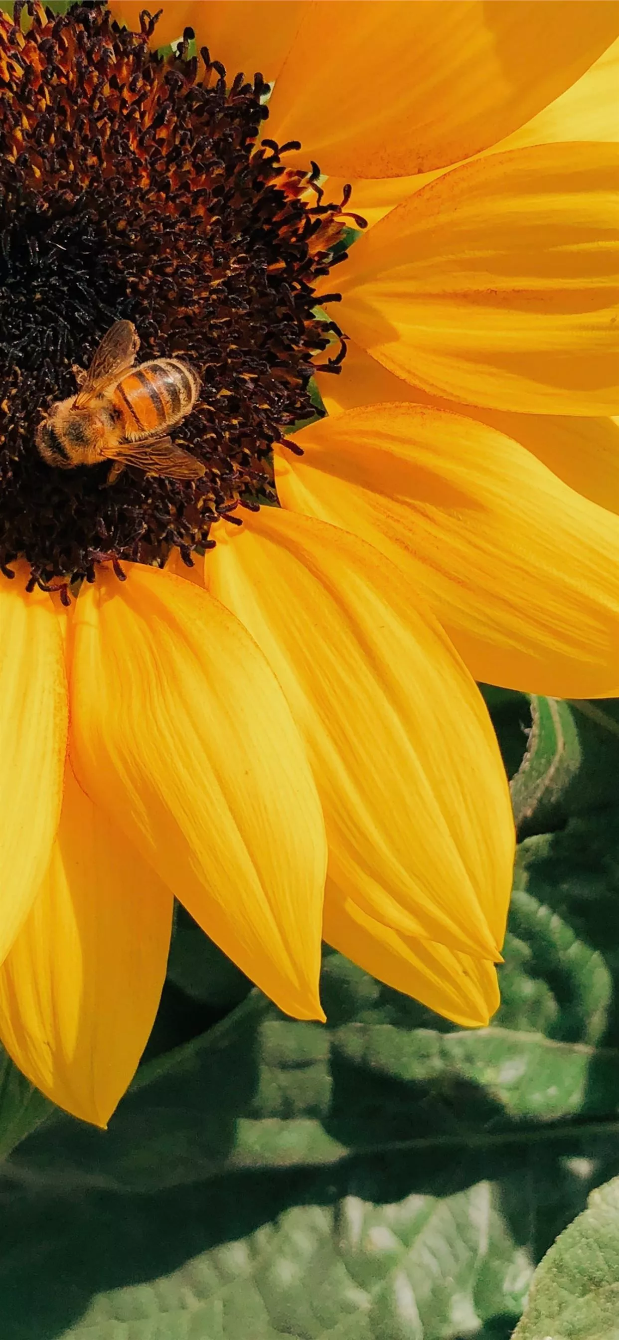 honey bee perched on yellow sunflower