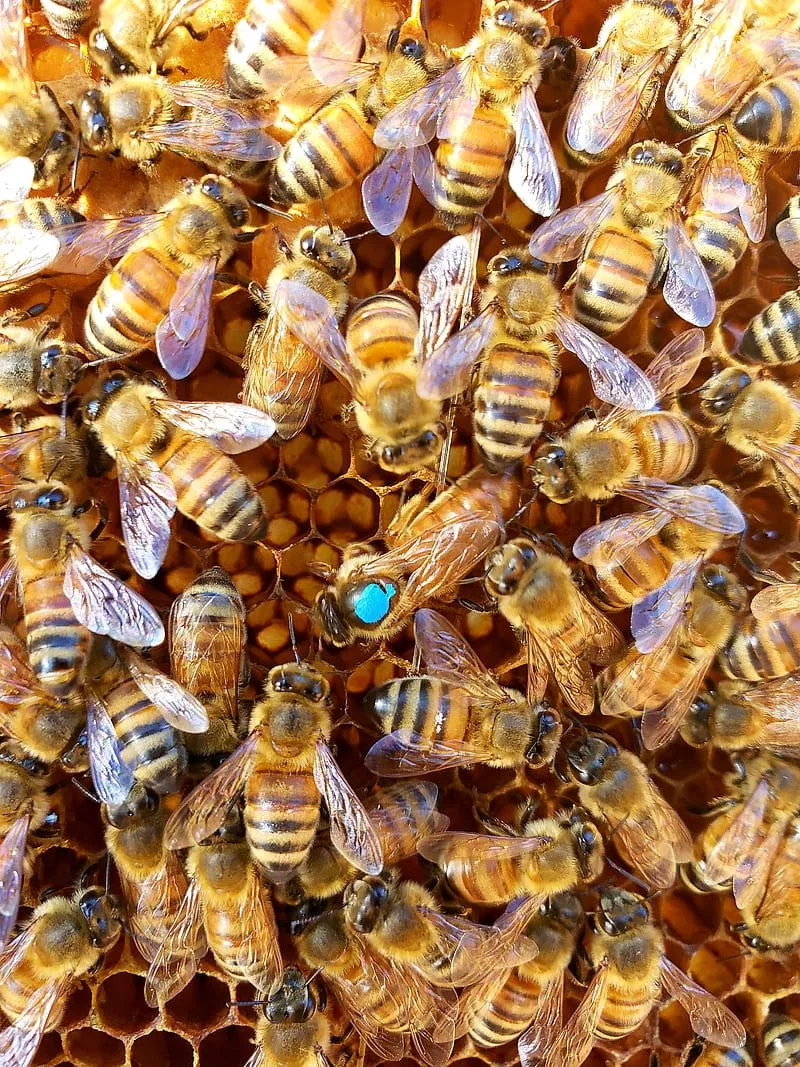 Queen Bee, beekeeper, beekeeping, honey