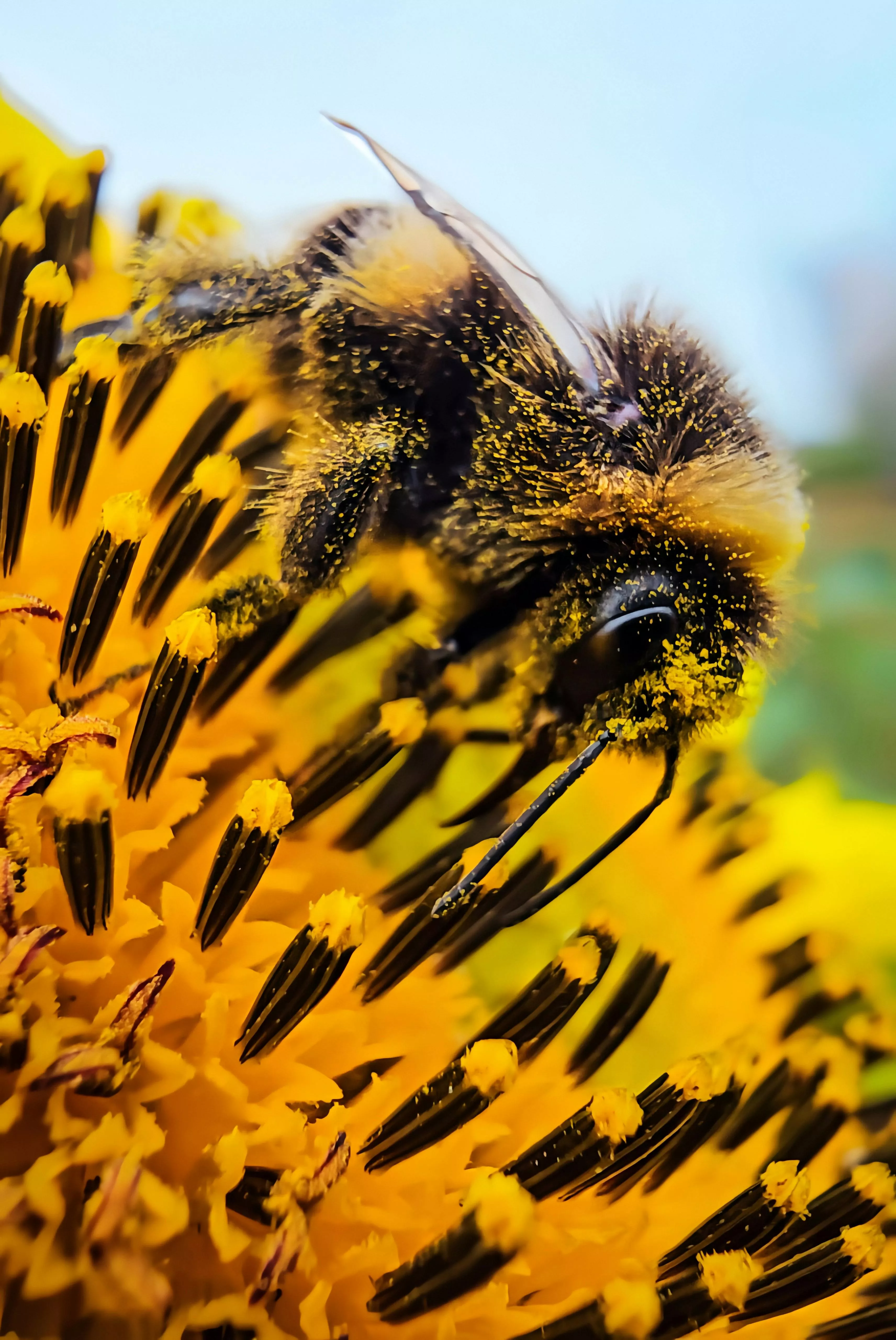 Bee Farm Photo, Download The BEST Free