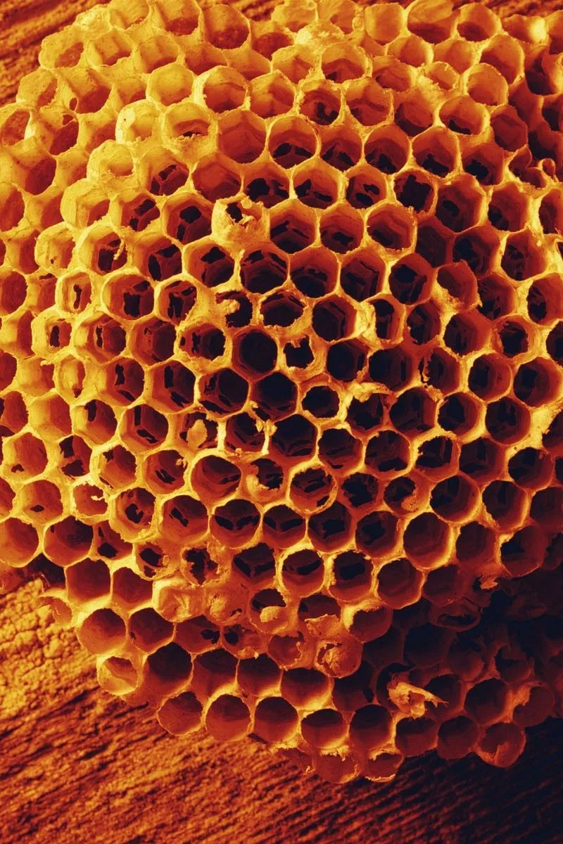 Download wallpaper 800x1200 bees, combs