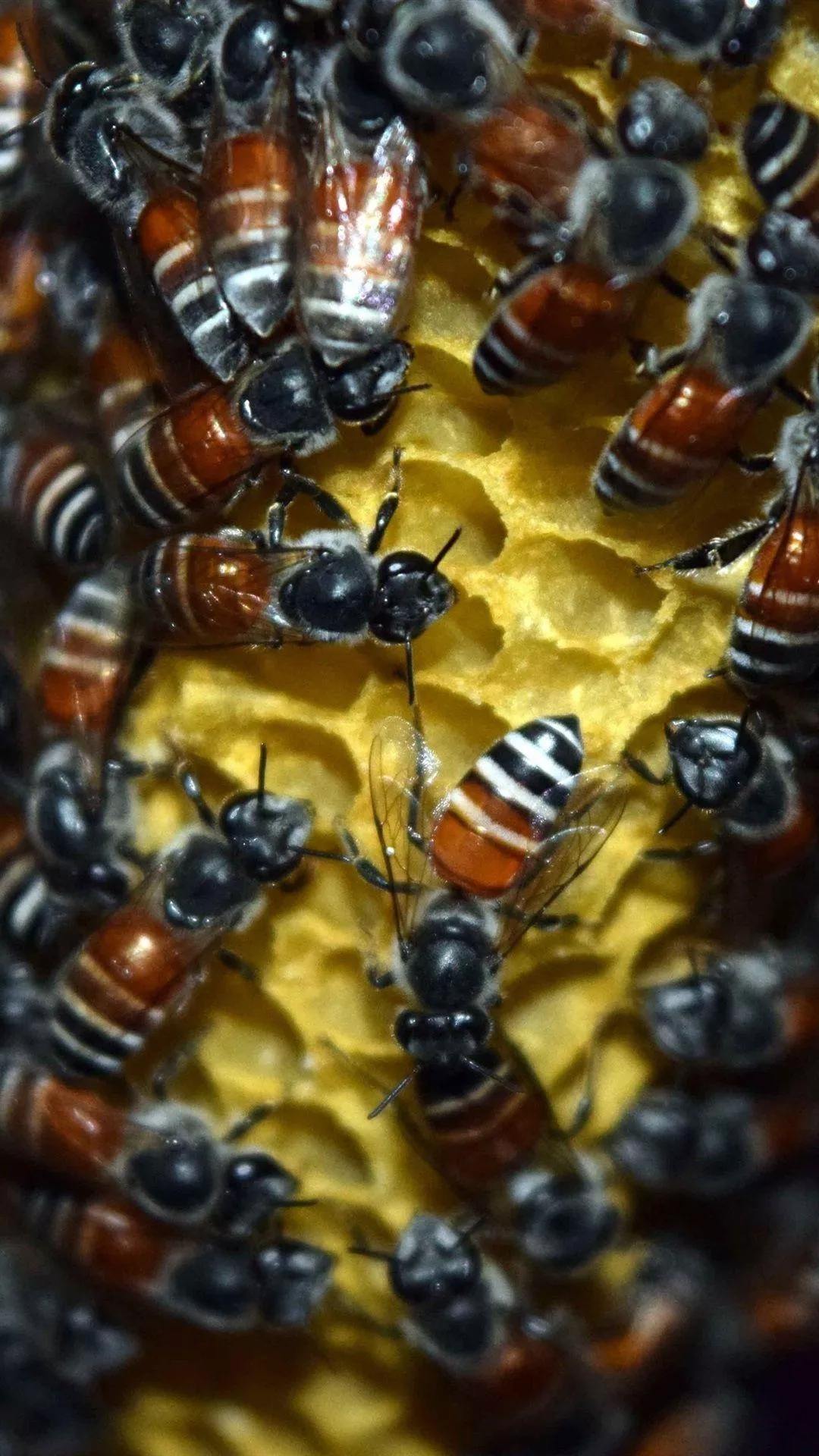 Honey iPhone Wallpaper Free
