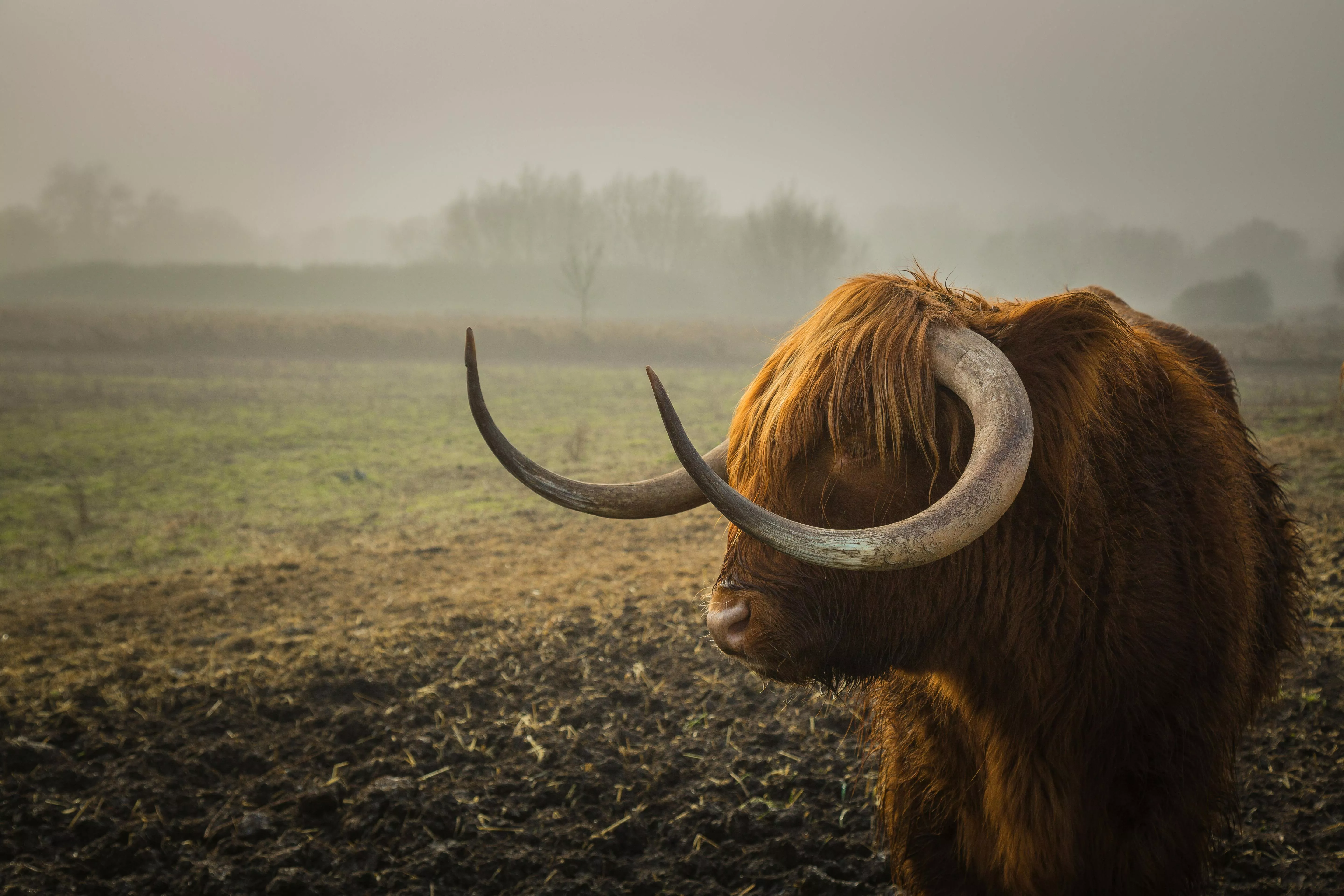 Highland Cow Photo, Download The BEST