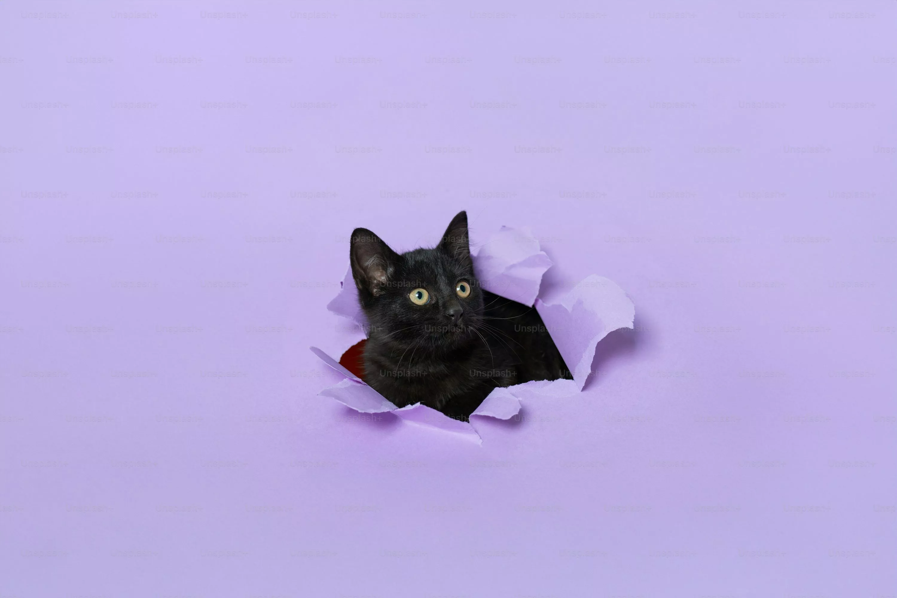 Cat Background Image: Download HD
