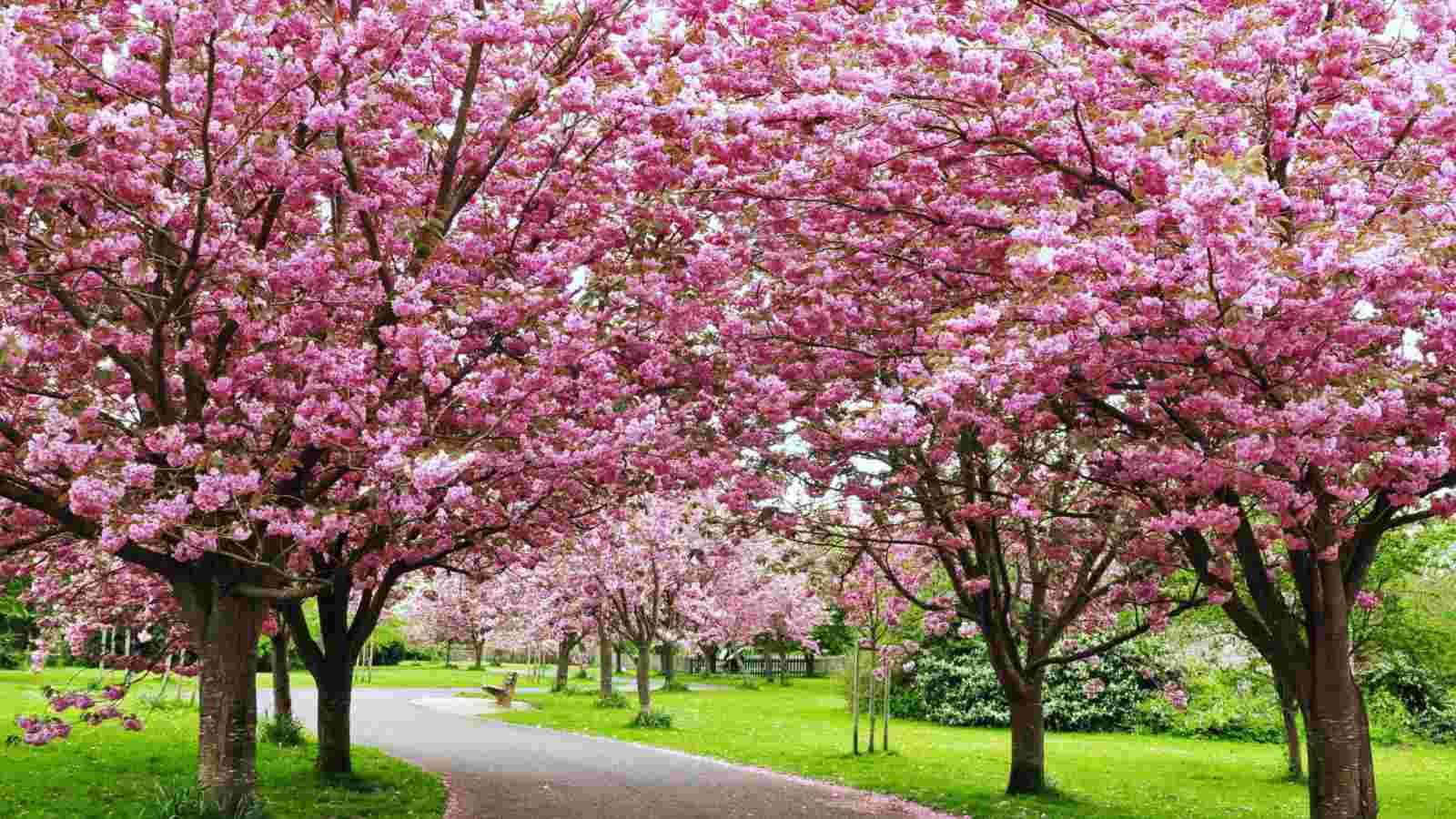 Best Pink Flowering Trees for Your