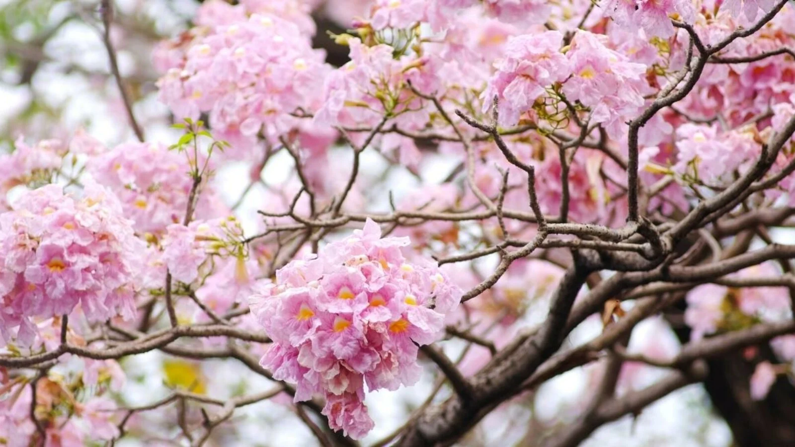 Types of Trees With Pink Flowers