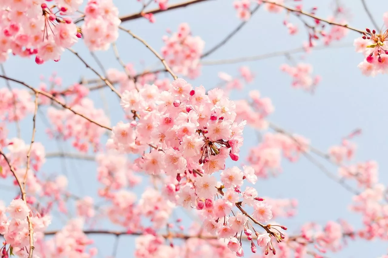 Flowering Tree & Tree Image