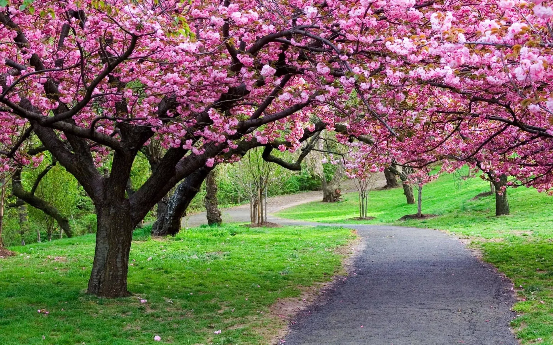 Sakura Flower Tree Path Wallpaper