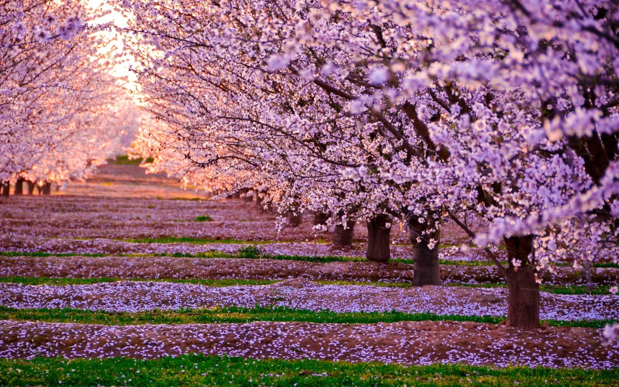 Download Pink Flower Spring Tree Lined