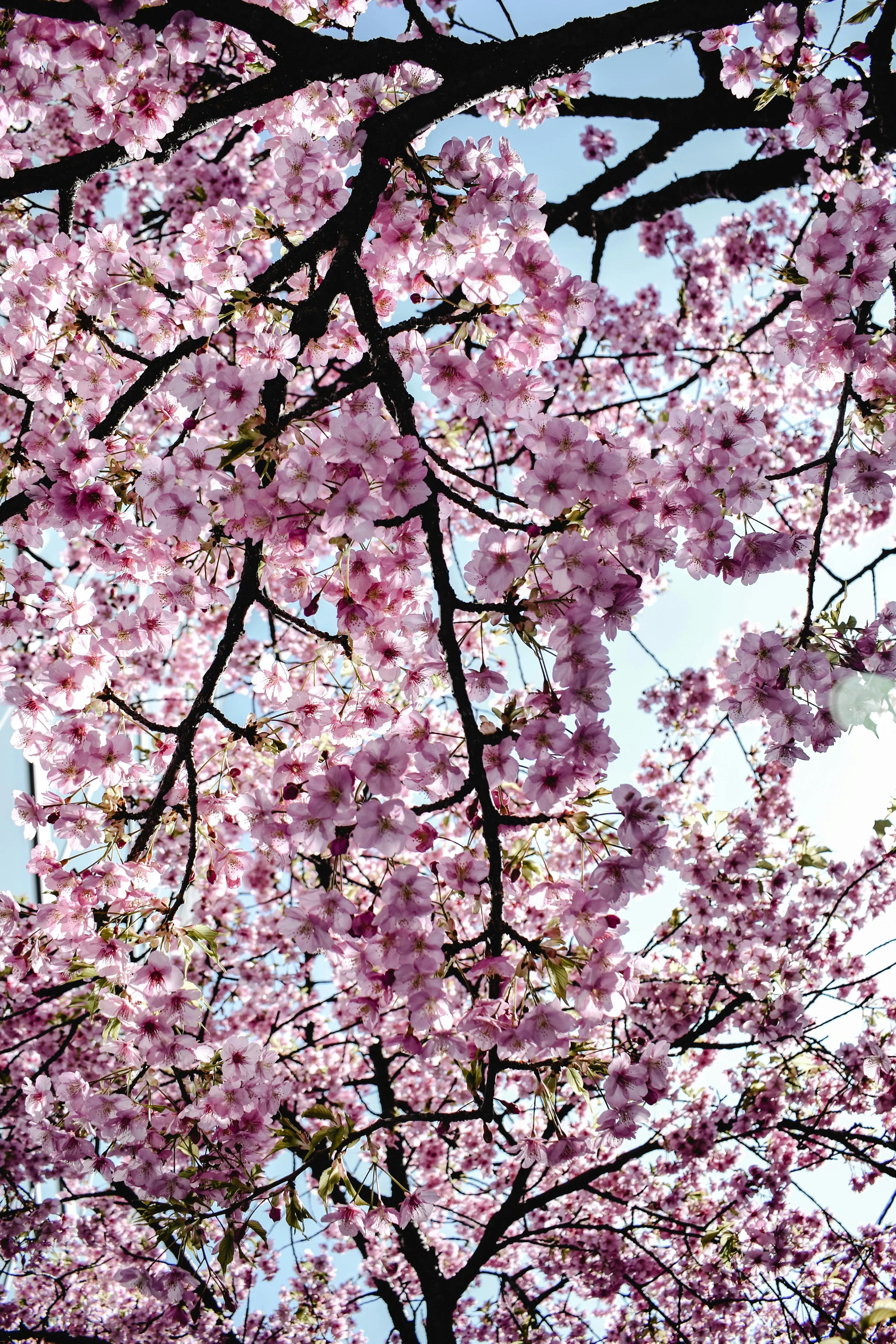 Pink Cherry Blossom Tree · Free