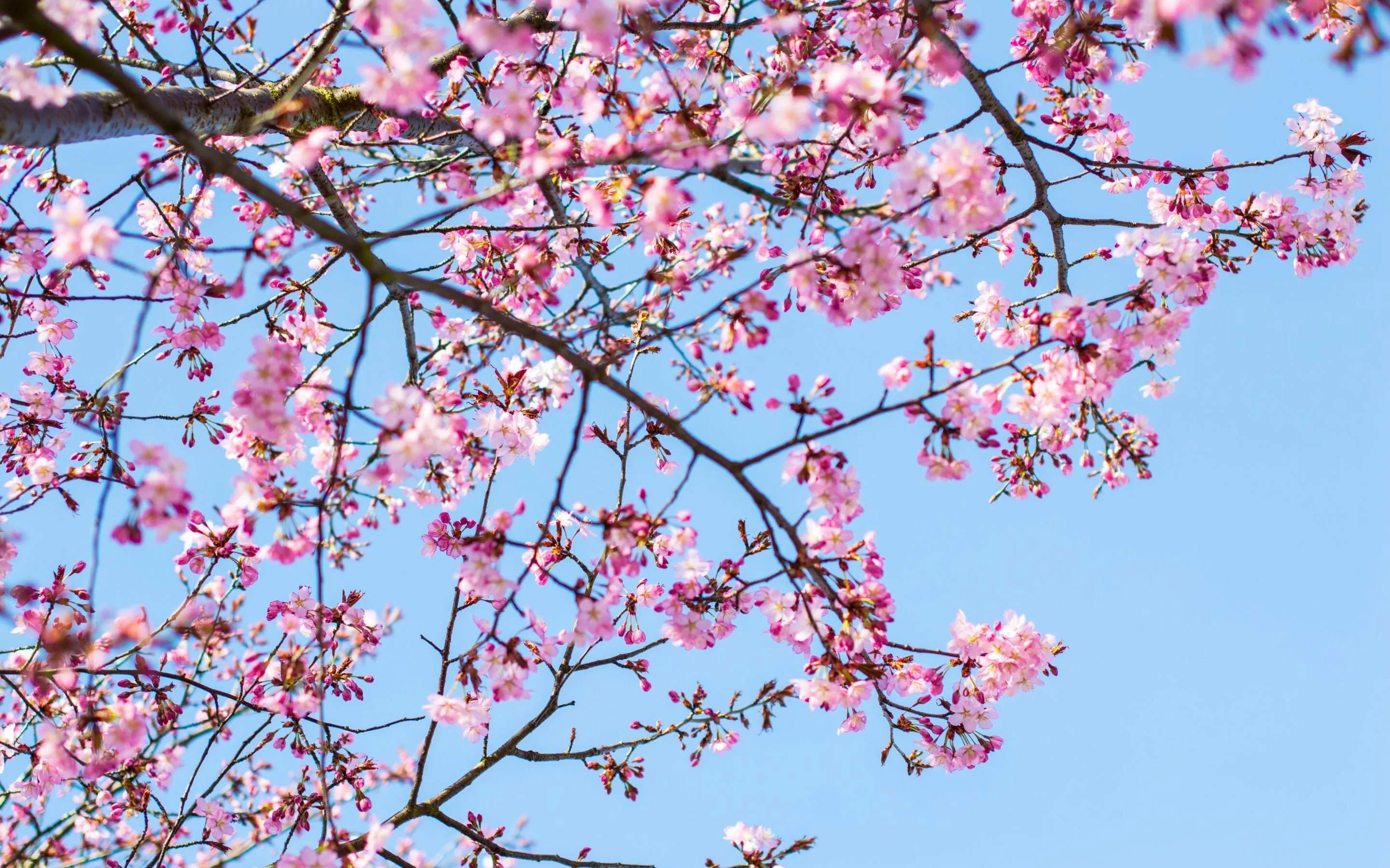 Cherry blossom Wallpaper 4K, Spring