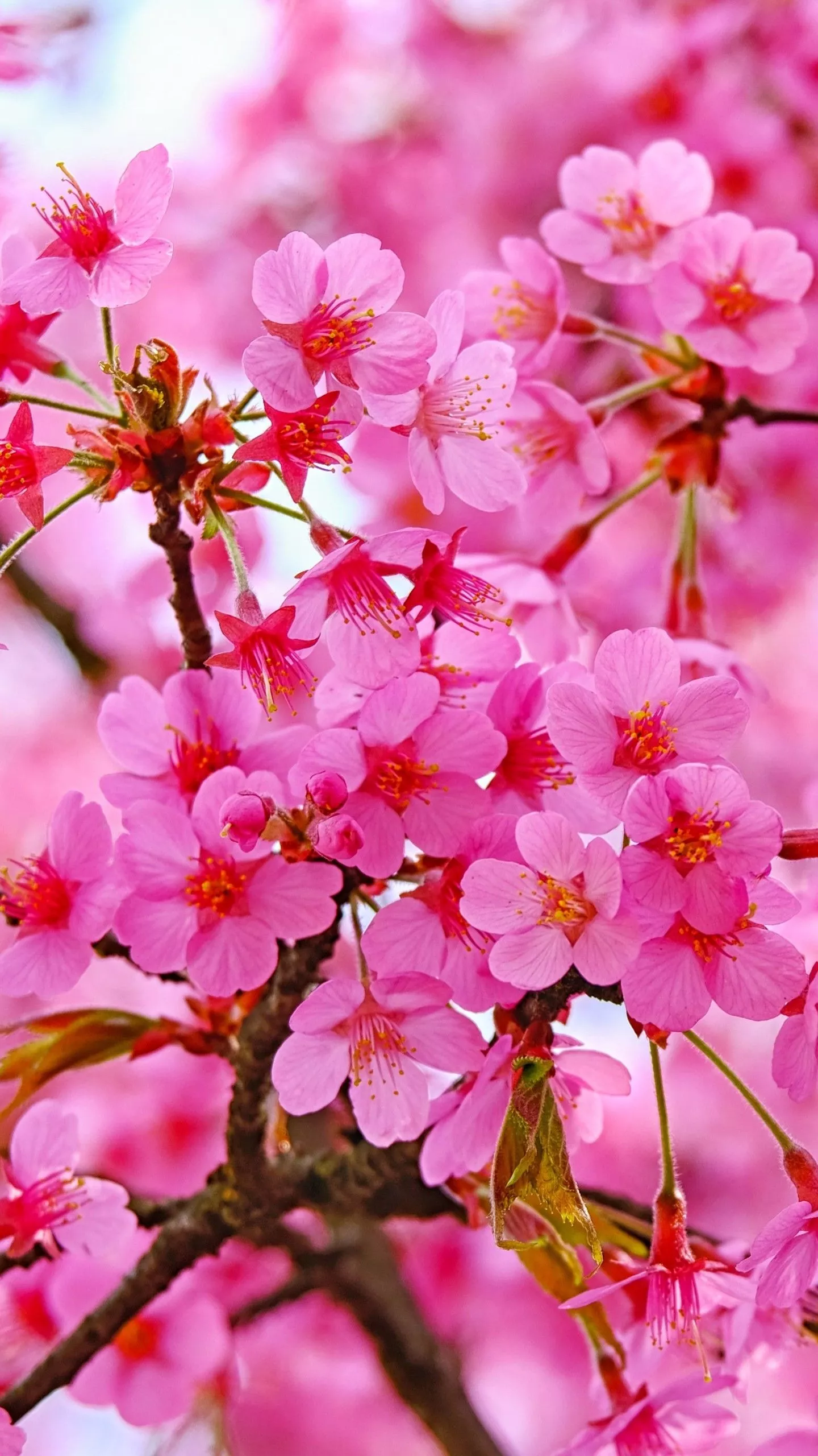 Cherry Blossom Pink Flowers Trees