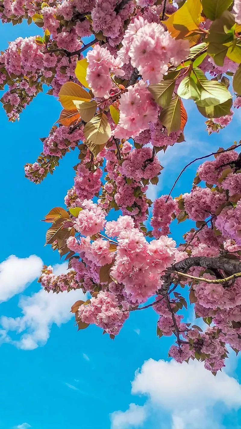 Blue Sky Background, pink flowers, HD