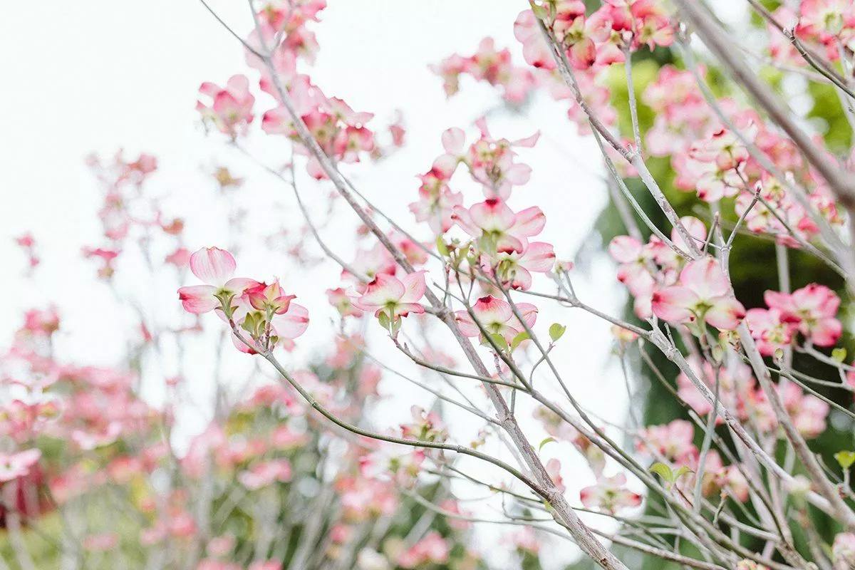 A Guide to Spring Flowering Trees