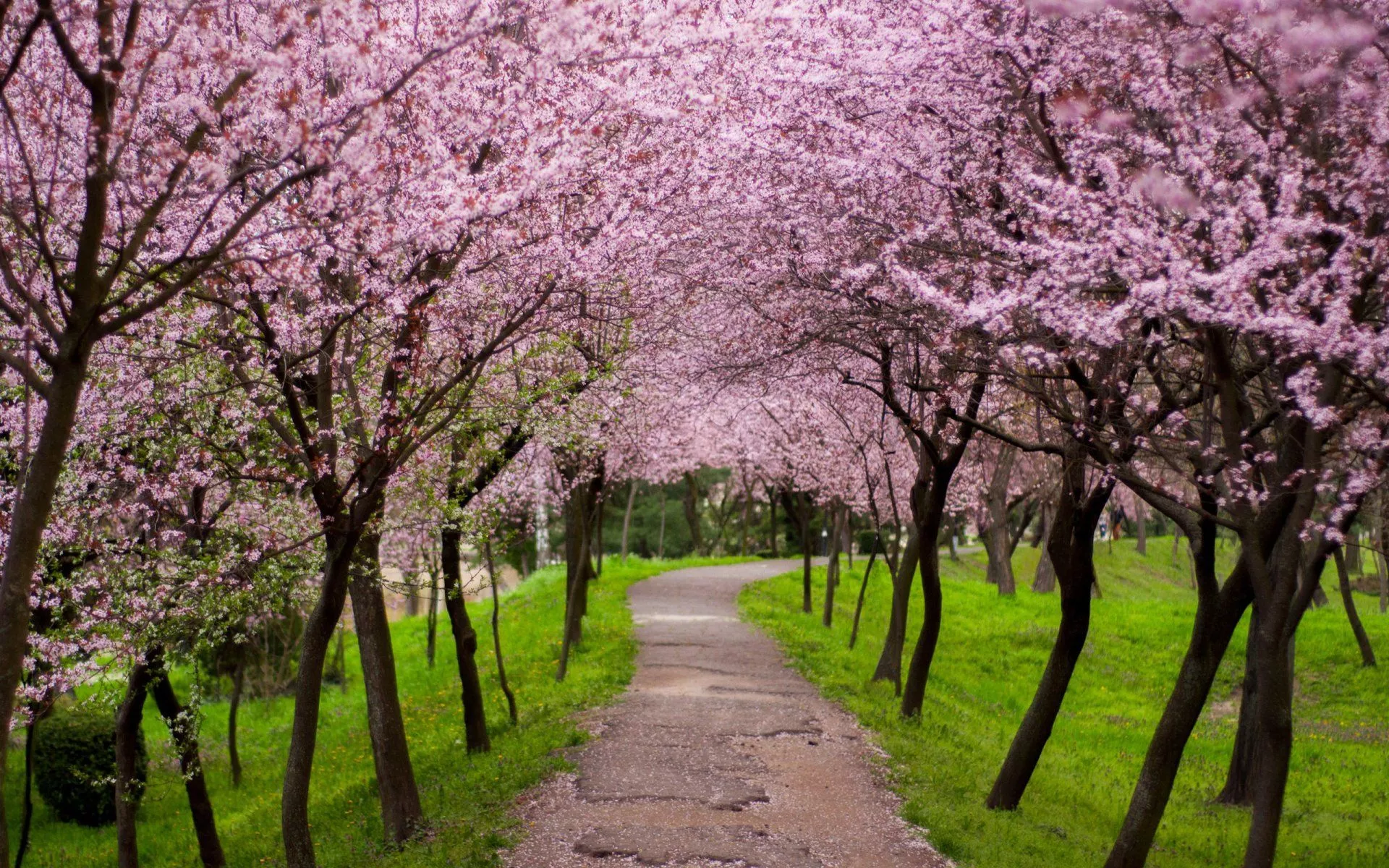 Download Pink Flower Nature Path Tree