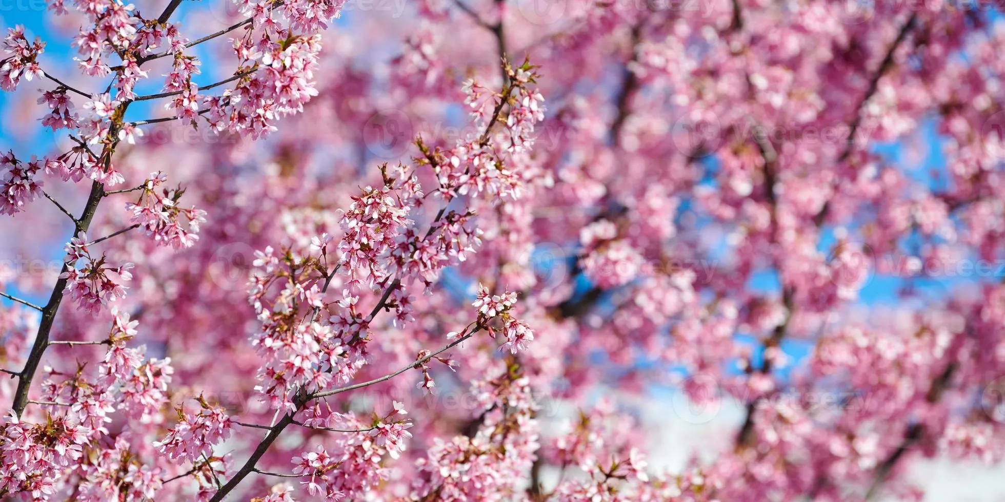 Pink cherry blossom, beautiful pink