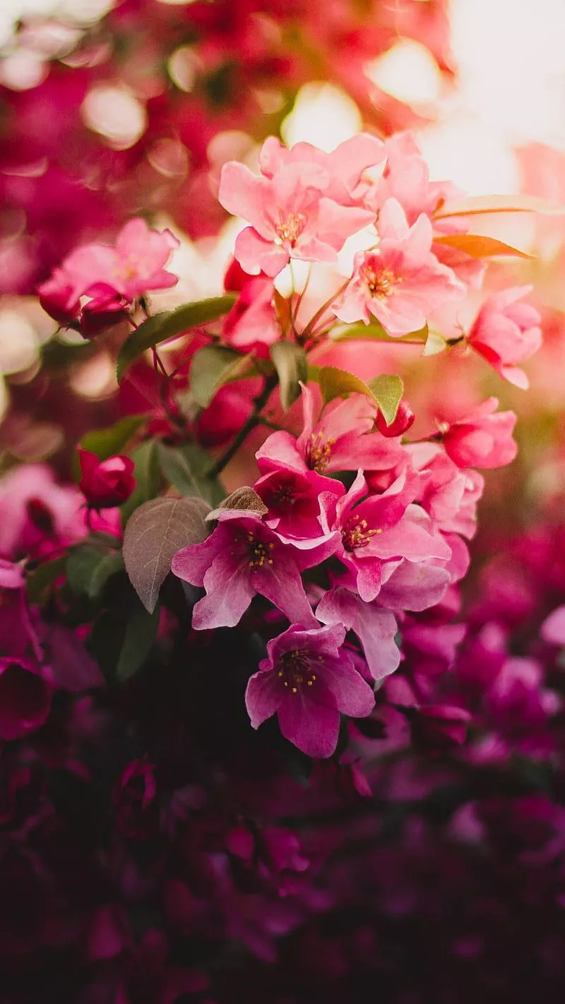 Pink Flowers, nature, tree, HD phone