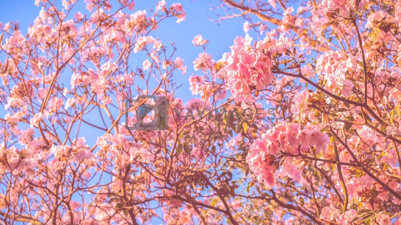Beautiful pink flower look likes Sakura