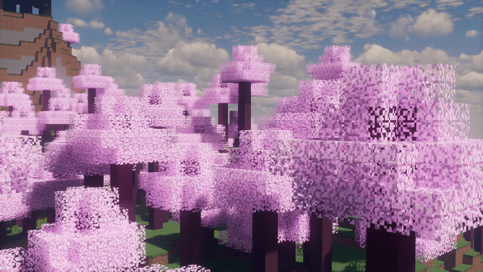 Birch to Natural Cherry Blossoms