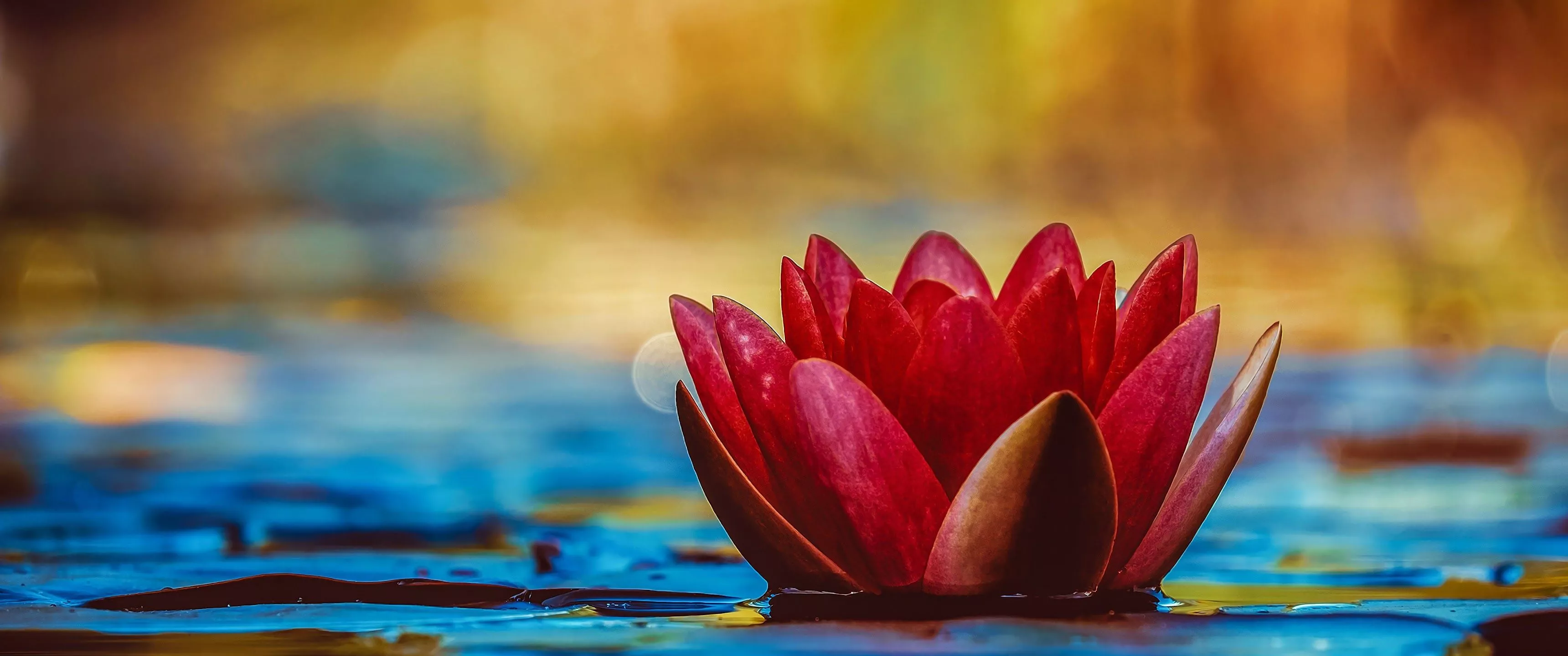 Lotus Nature Plant 4K Wallpaper