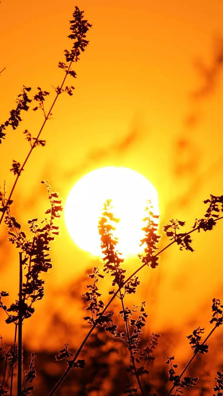 Download Enjoy the Beautiful Sunshine