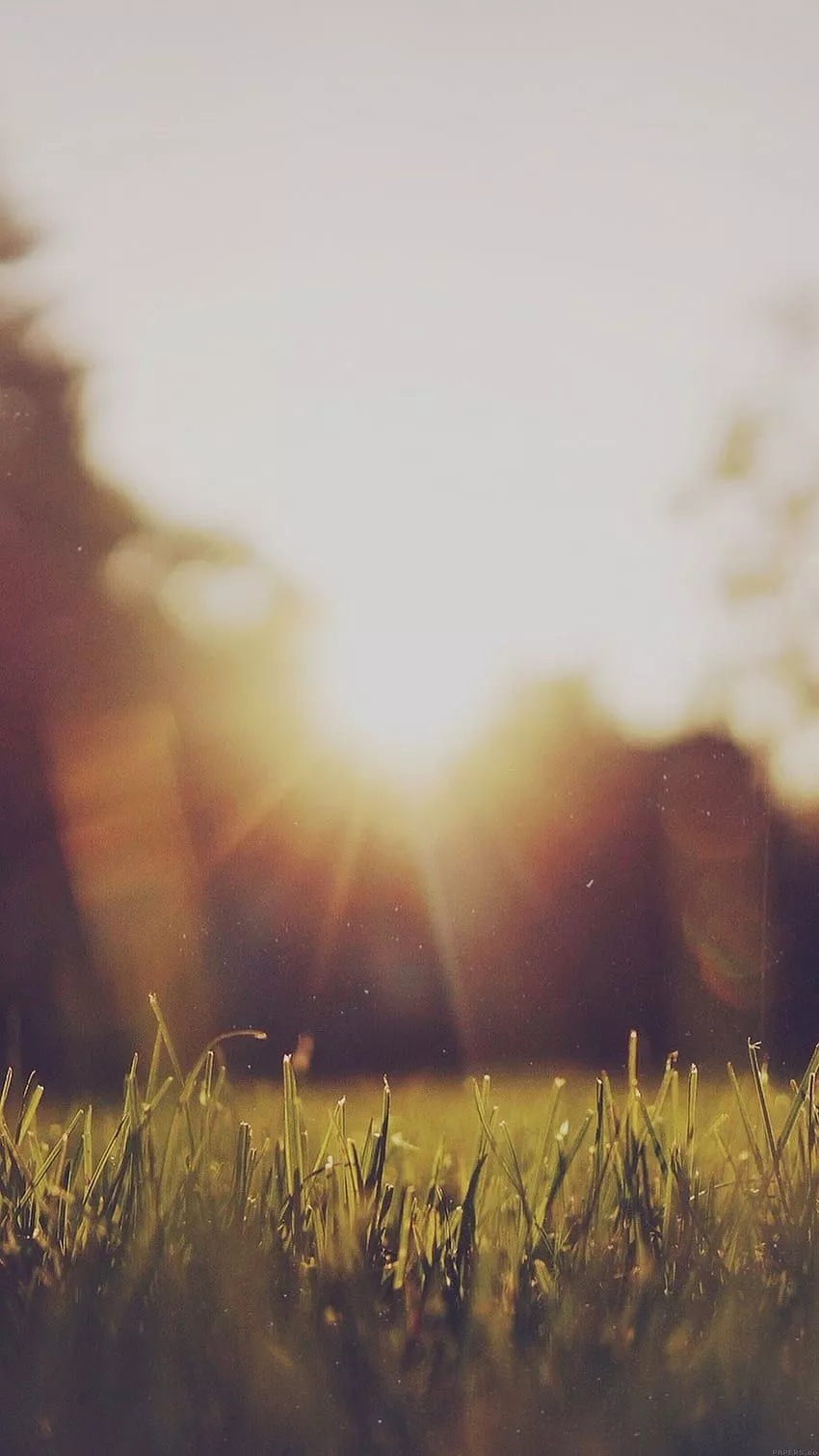 Sunshine iPhone HD phone wallpaper