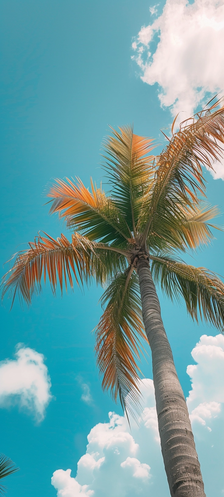 South Florida Phone Wallpaper Made