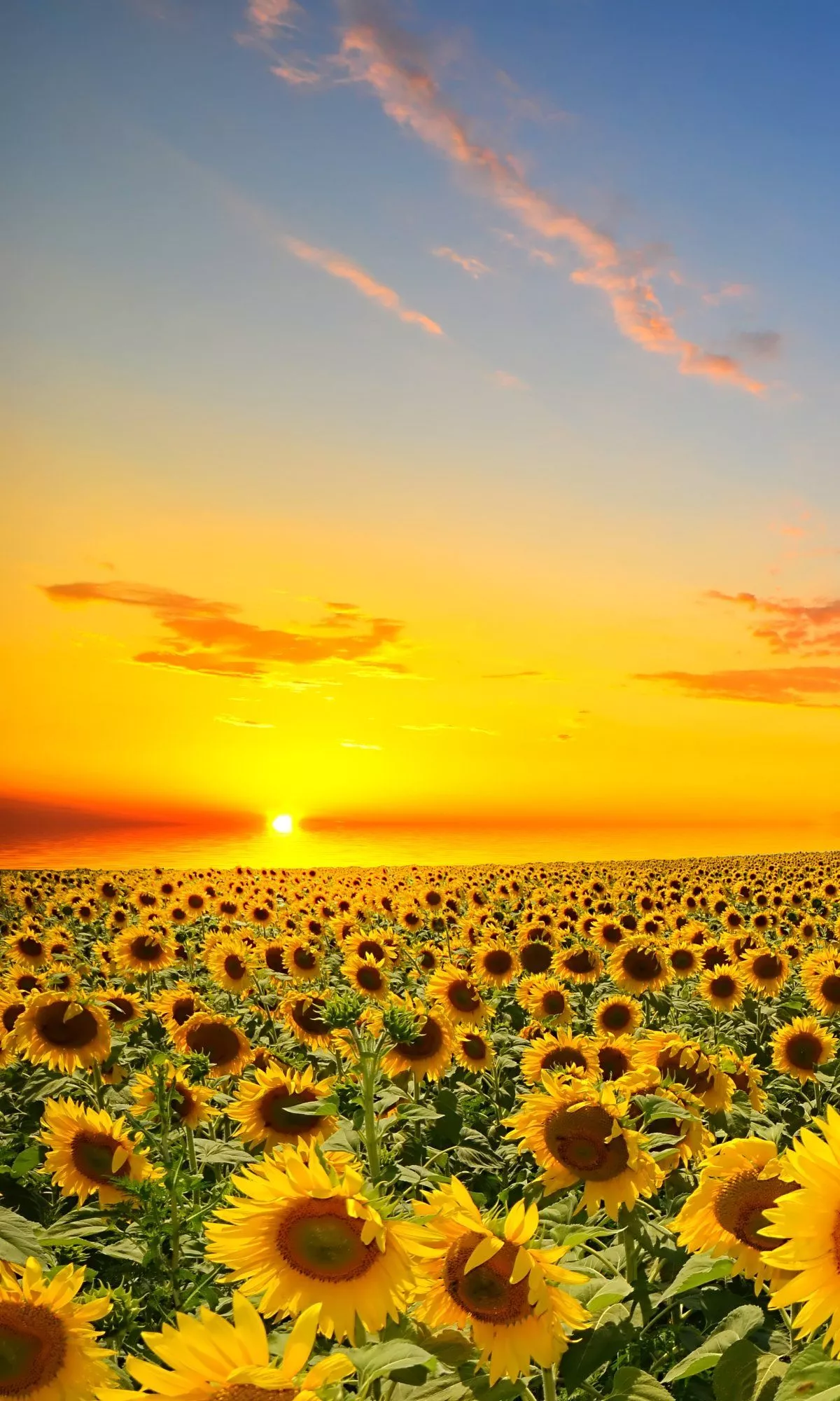Download Nature Sunflower Phone Wallpaper