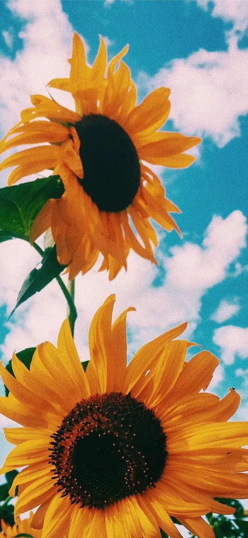 HD sunflower wallpaper