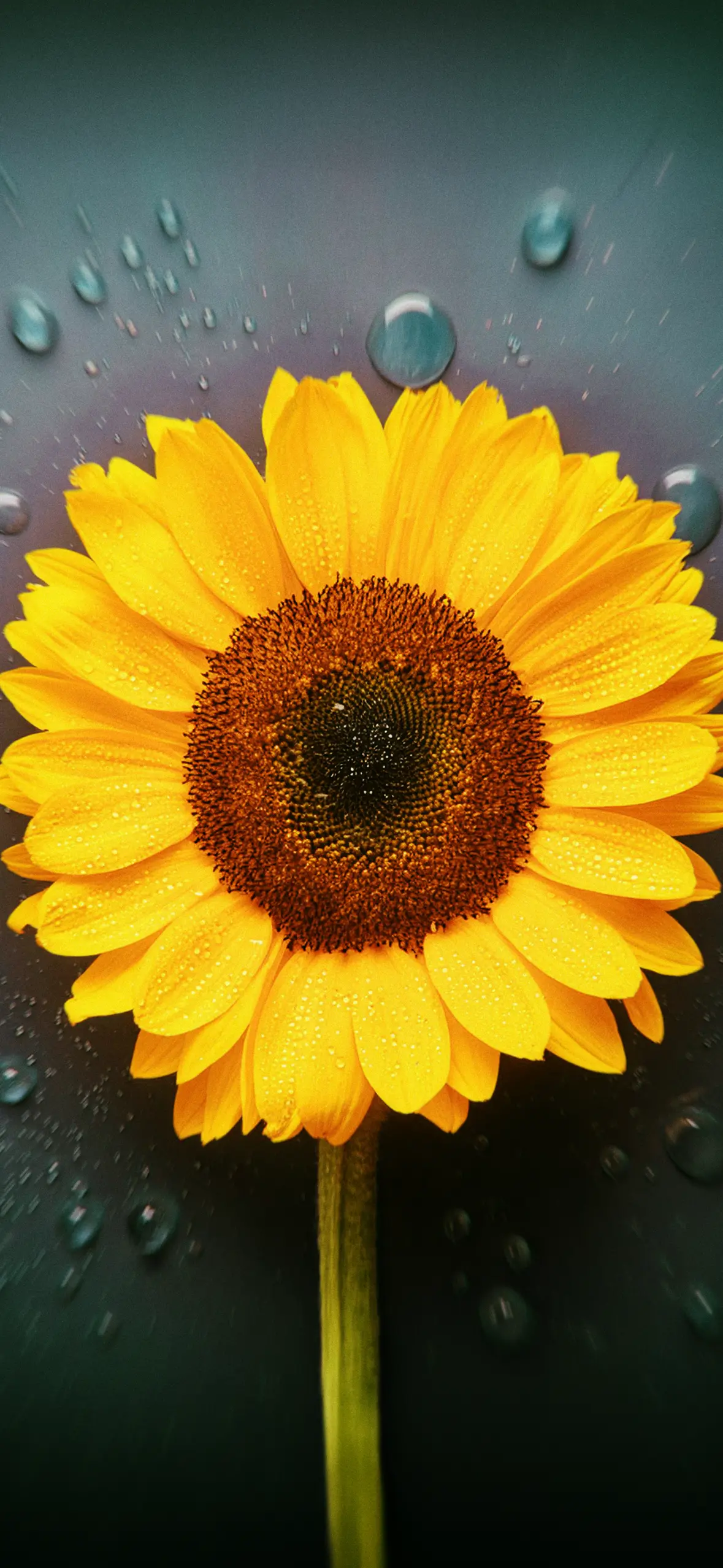 Sunflower Phone Wallpaper