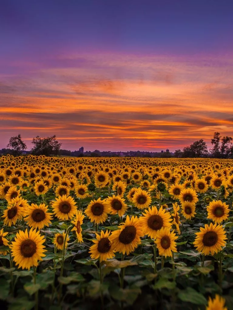 Sunflowers, Field Ultra HD Wallpaper