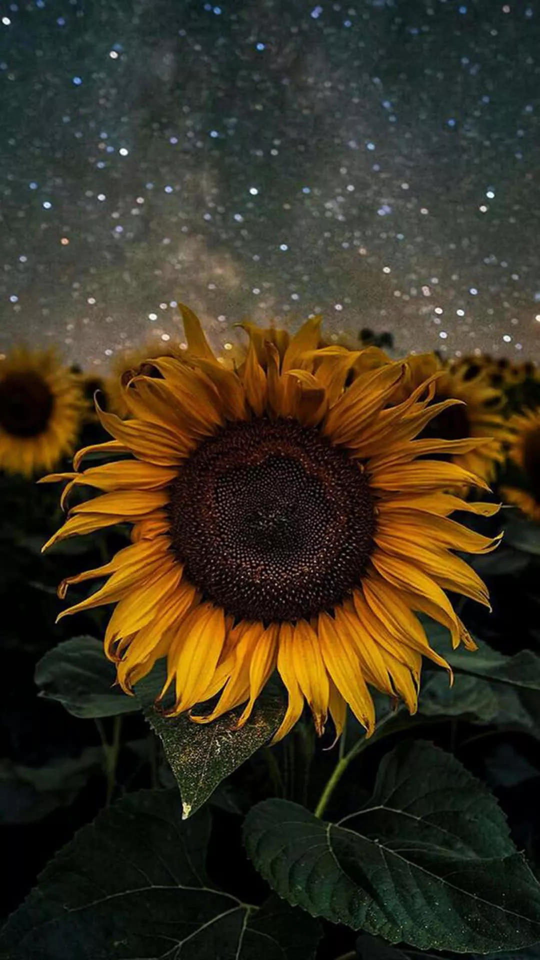 Download Sunflower Background