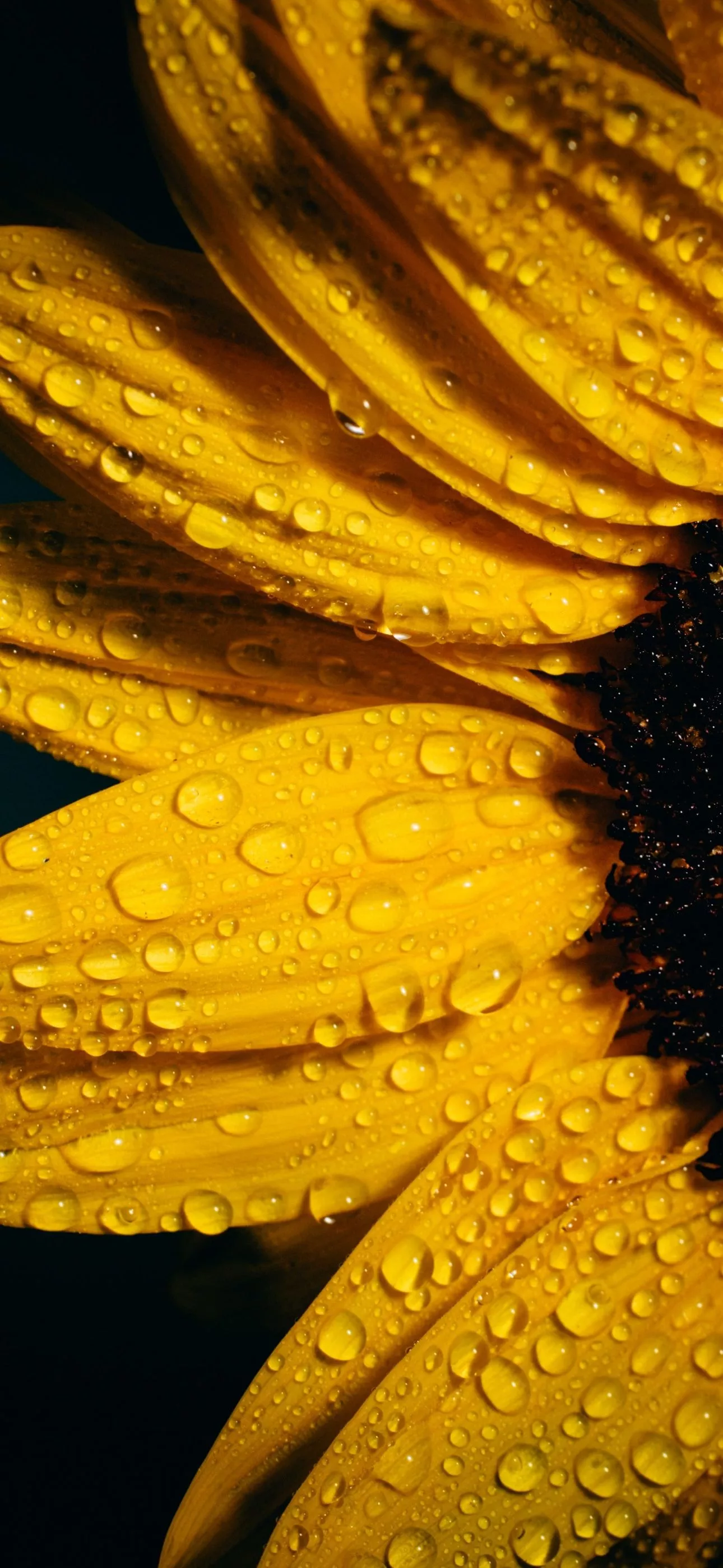 Sunflower Wallpaper 4K, Black