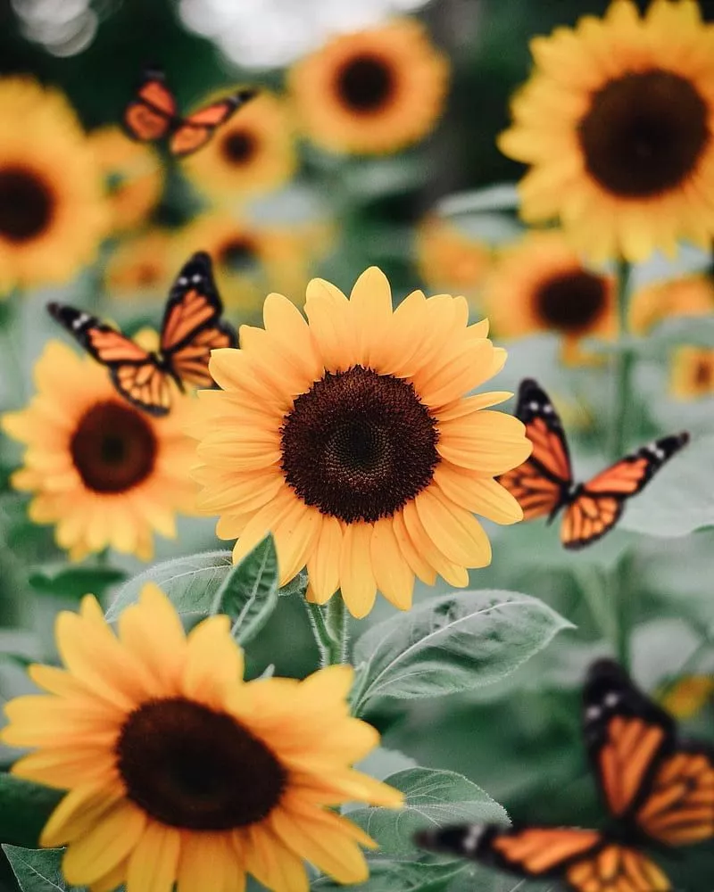 Sunflower Aesthetic, nature, pretty, HD